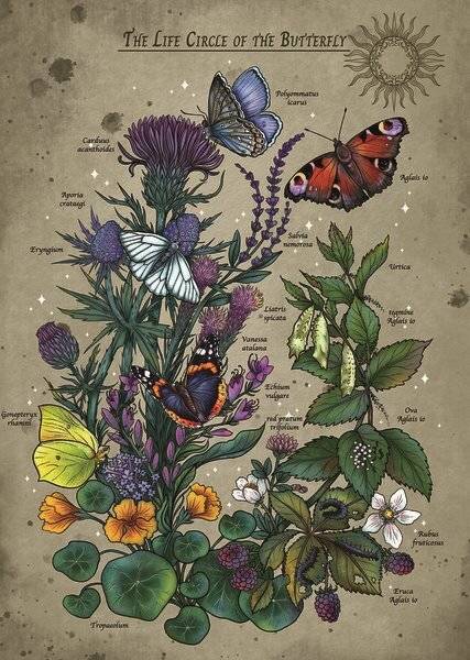 Ravensburger Lifecircle Butterfly