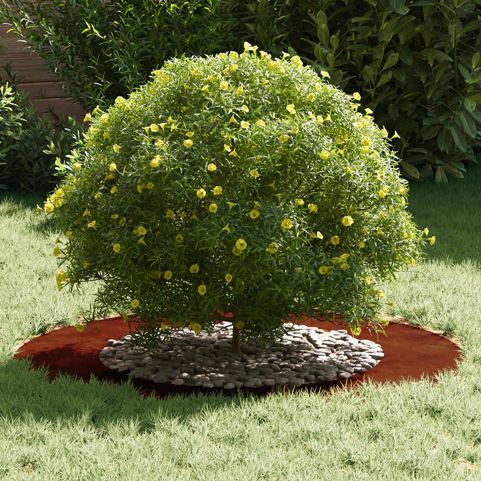 Ein kleiner runder Strauch mit leuchtend gelben Blüten steht in einem Garten. Er ist von einem Ring aus Steinen und Mulch umgeben und hebt sich gegen saftig grünes Gras ab.