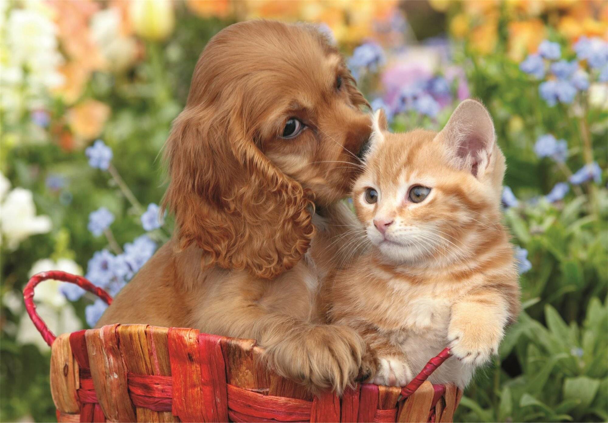 104 Teile Maxi Puzzle - Niedliche Freunde