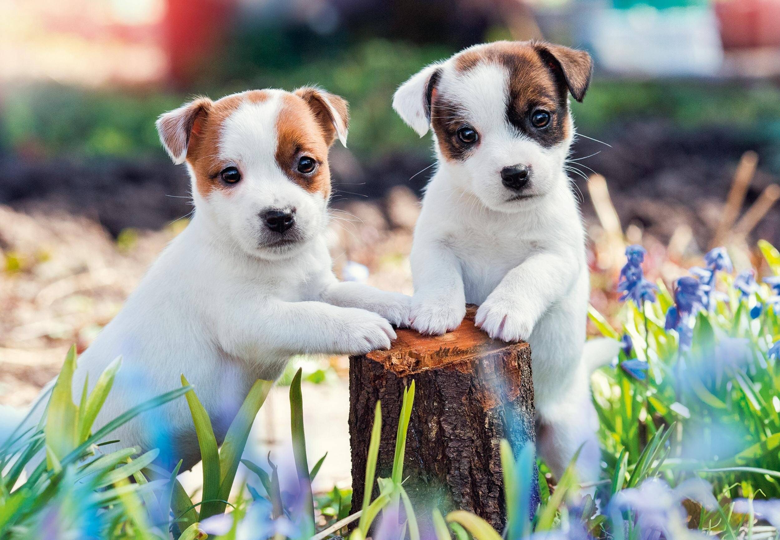 RAVENSBURGER Niedliche Welpen Puzzle 2x12 Teile