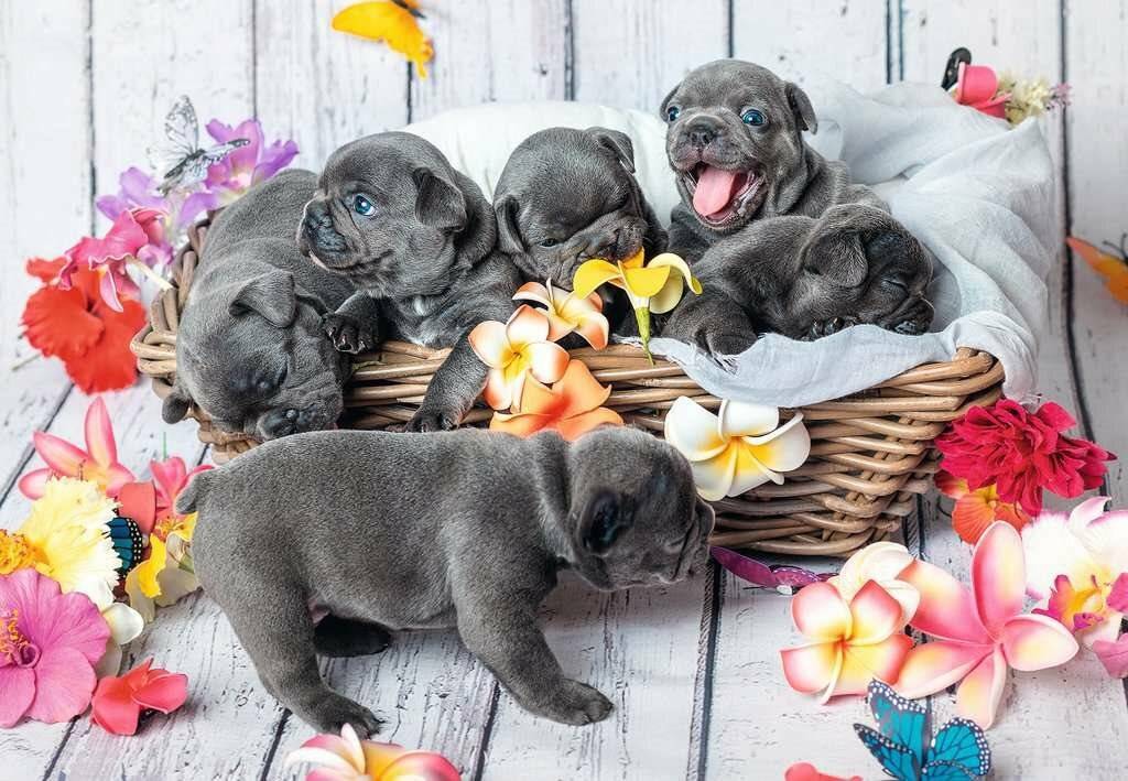 RAVENSBURGER Niedliche Welpen Puzzle 2x12 Teile