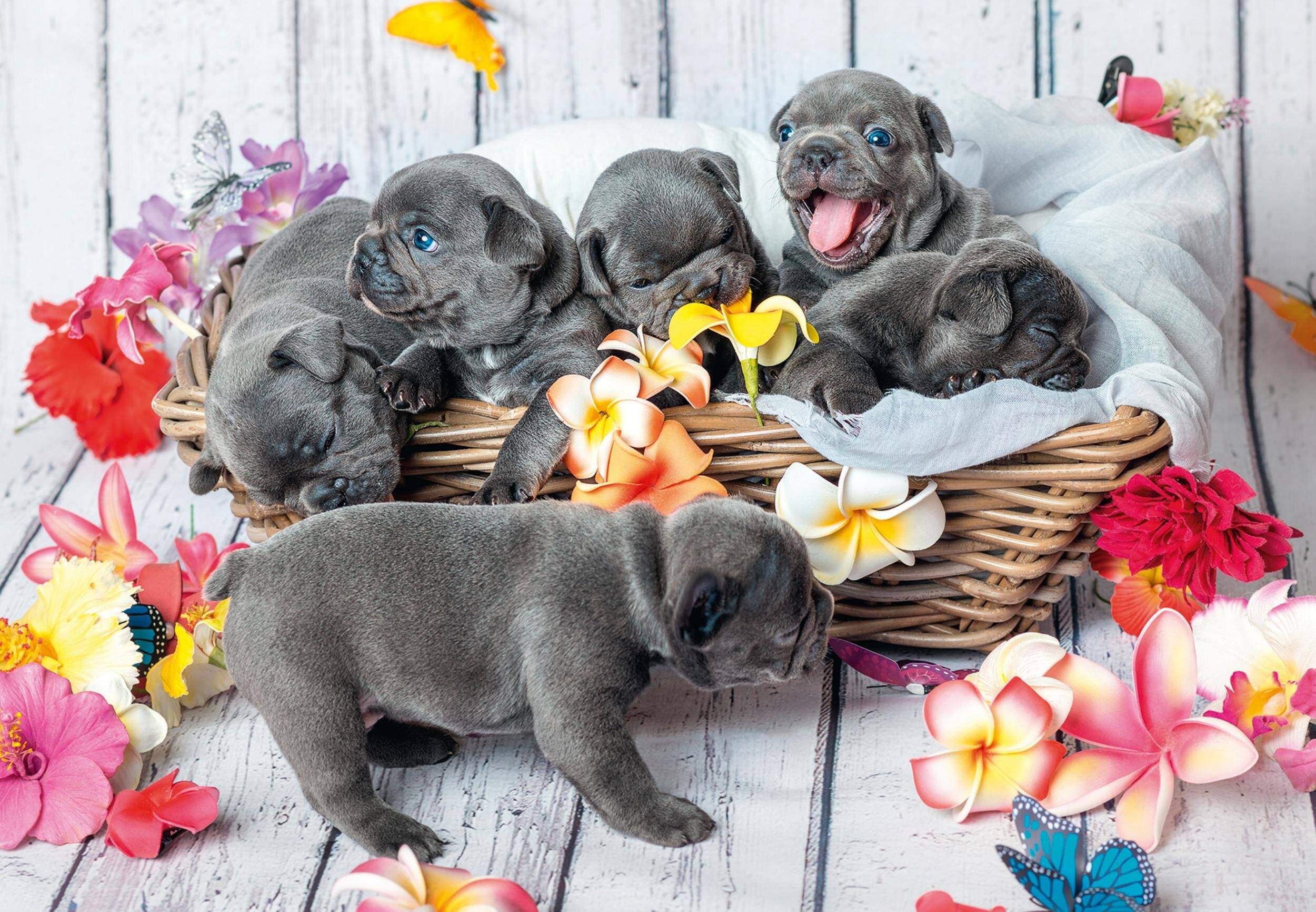 RAVENSBURGER Niedliche Welpen Puzzle 2x12 Teile