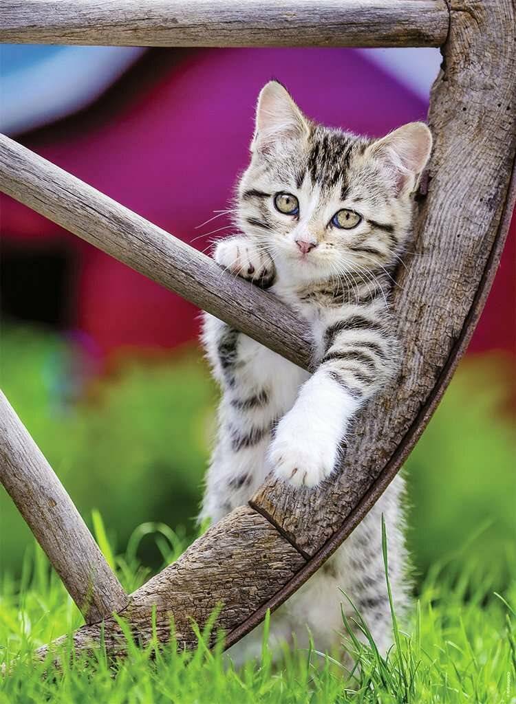 RAVENSBURGER Puzzle Kätzchen auf dem Lande 2x500 Teile