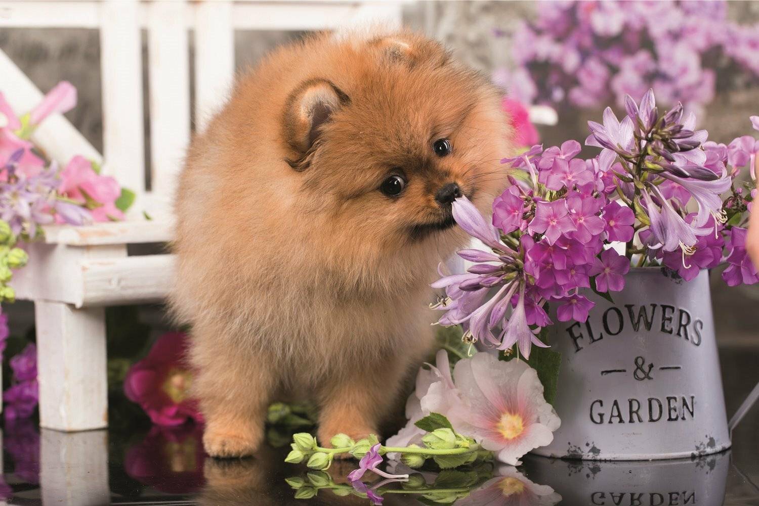 TREFL Puzzle Cute Animals: Neugieriges Hündchen 54 Teile