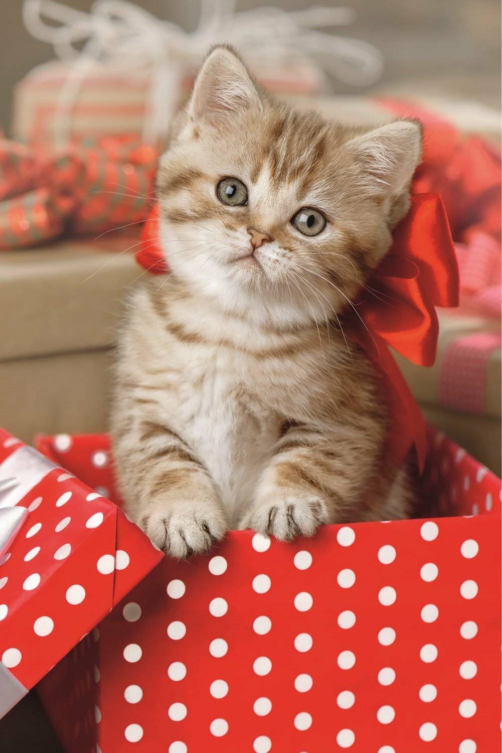 TREFL Display Puzzle Niedliche Tiere 54 Teile (40 Stück)