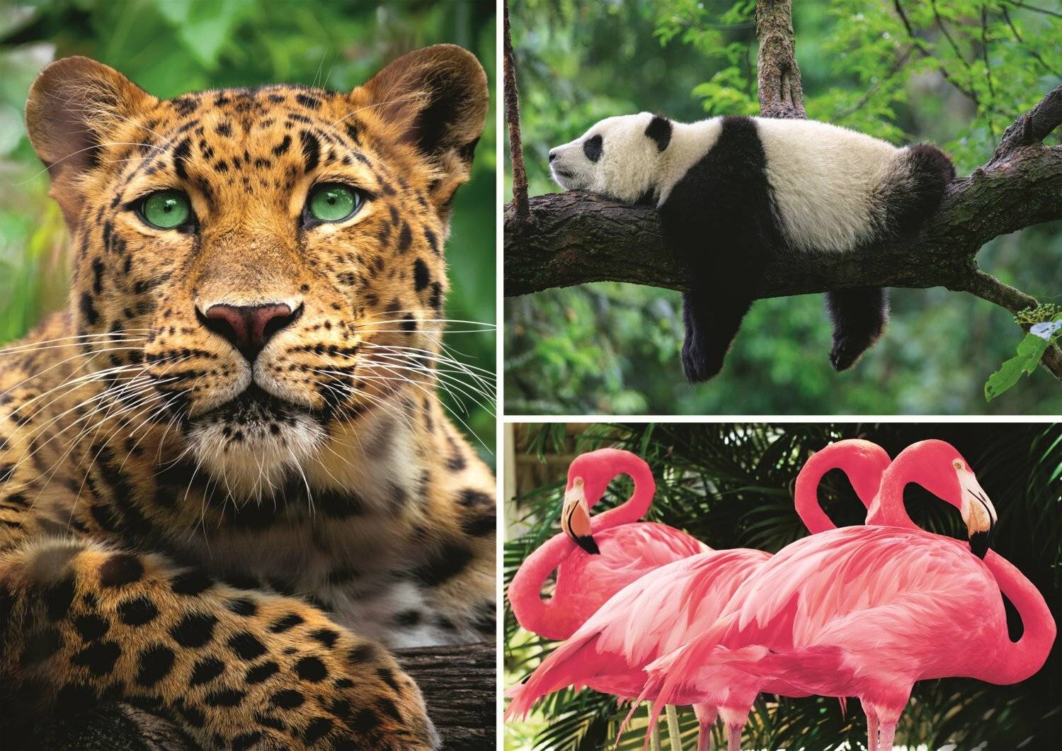 TREFL Puzzle Tiere - Collage 1000 Teile EKO