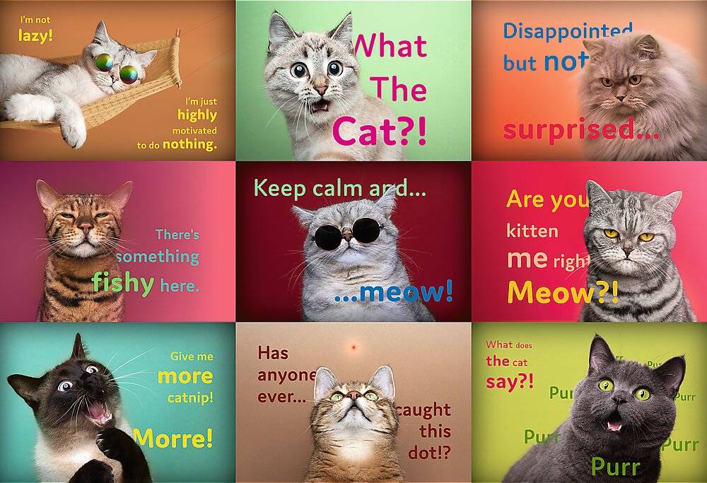 TREFL Puzzle Lustige Katzenausdrü cke 1500 Teile