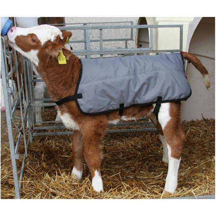 Kälberdecke Ripstopp - Rückenlänge 70 cm