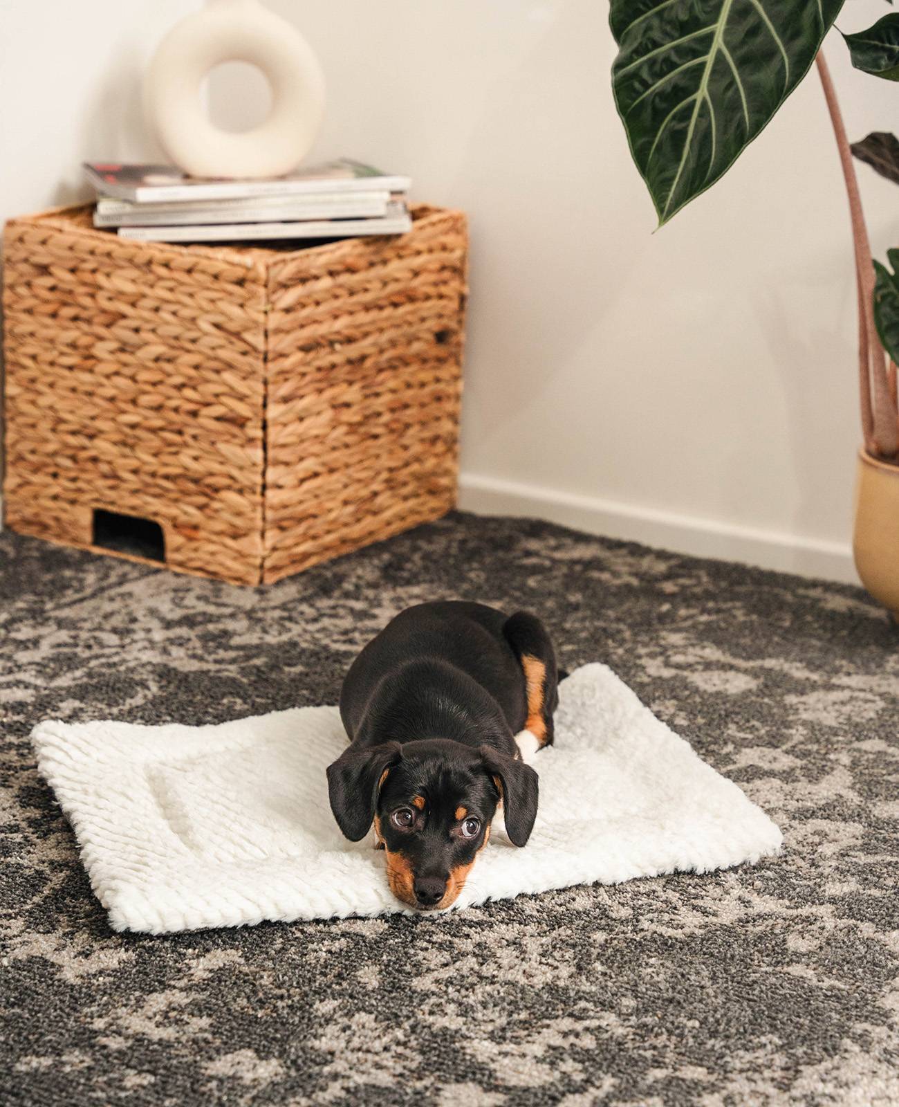 lionto Haustierdecke, wendbare Kuscheldecke mit Polsterung, ideal für Sofa, Körbchen & Auto, pflegeleicht, 50x35 cm