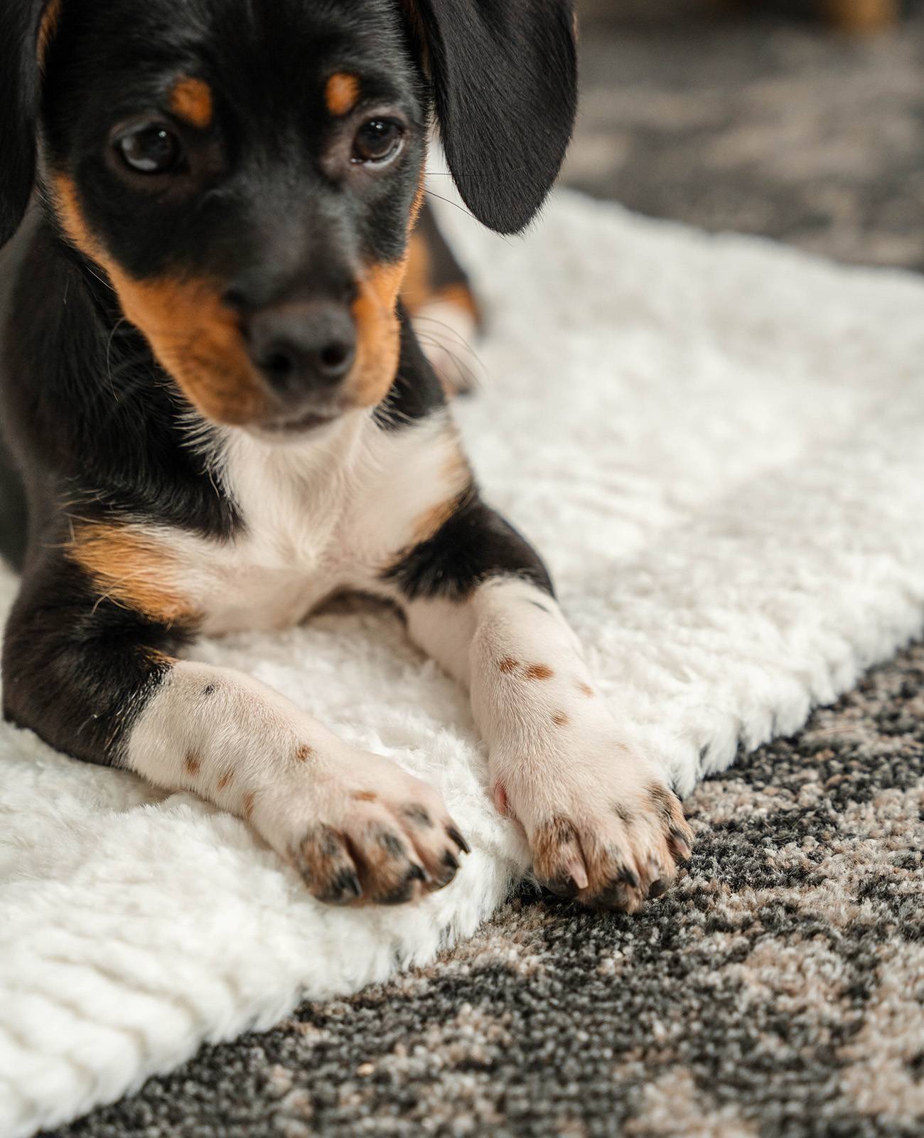 lionto Haustierdecke, wendbare Kuscheldecke mit Polsterung, ideal für Sofa, Körbchen & Auto, pflegeleicht, 50x35 cm