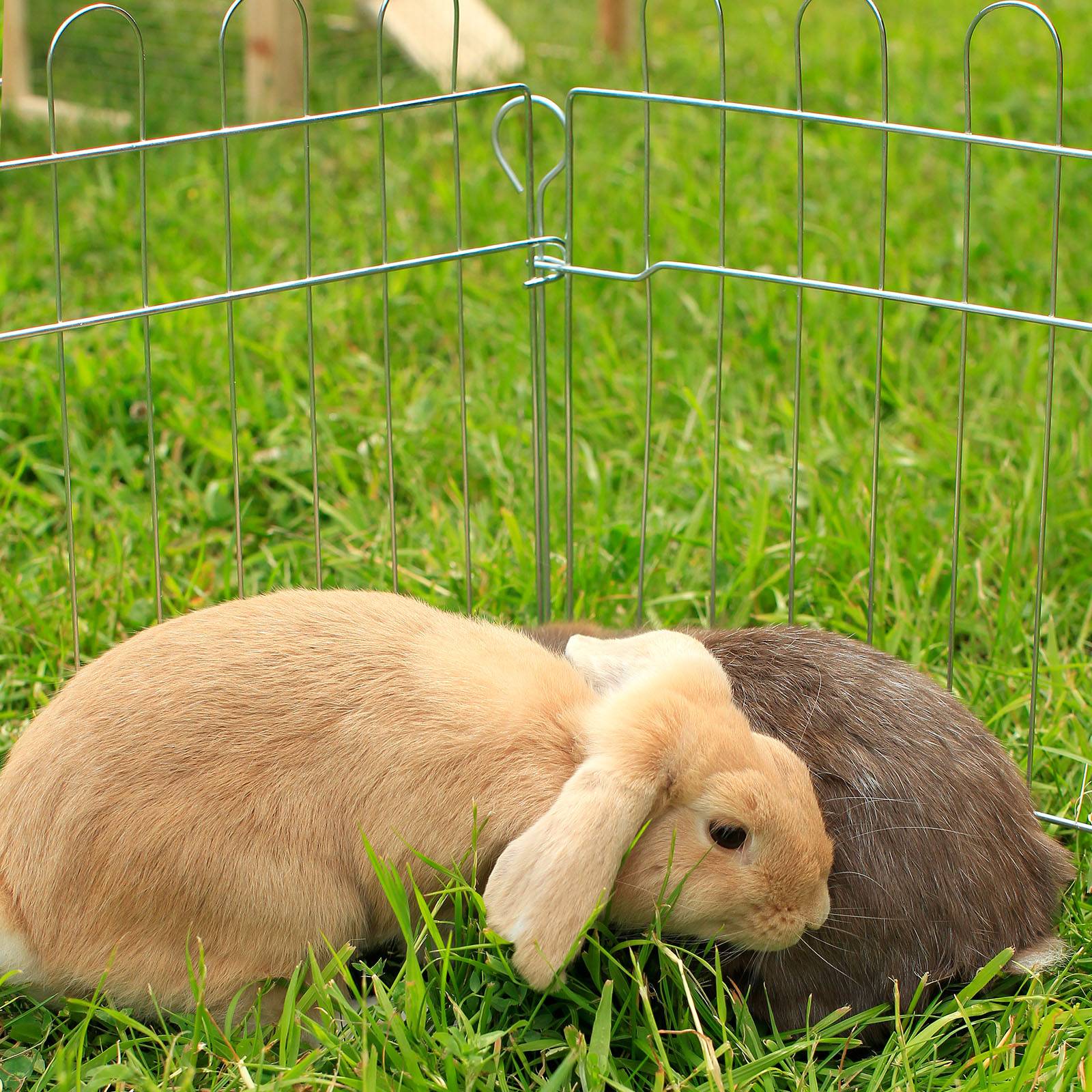 lionto Kleintier Freilaufgehege 8-teilig mit Tür & Netzabdeckung, wetterfester Auslauf für Kaninchen & Meerschweinchen, 59x58 cm