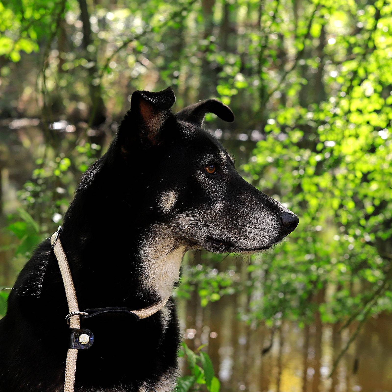 lionto Zugstopp-Halsband, verstellbar & leicht, Retrieverhalsband aus Nylon mit Stoppring, Länge 35 cm, Durchmesser 0,8 cm, beige