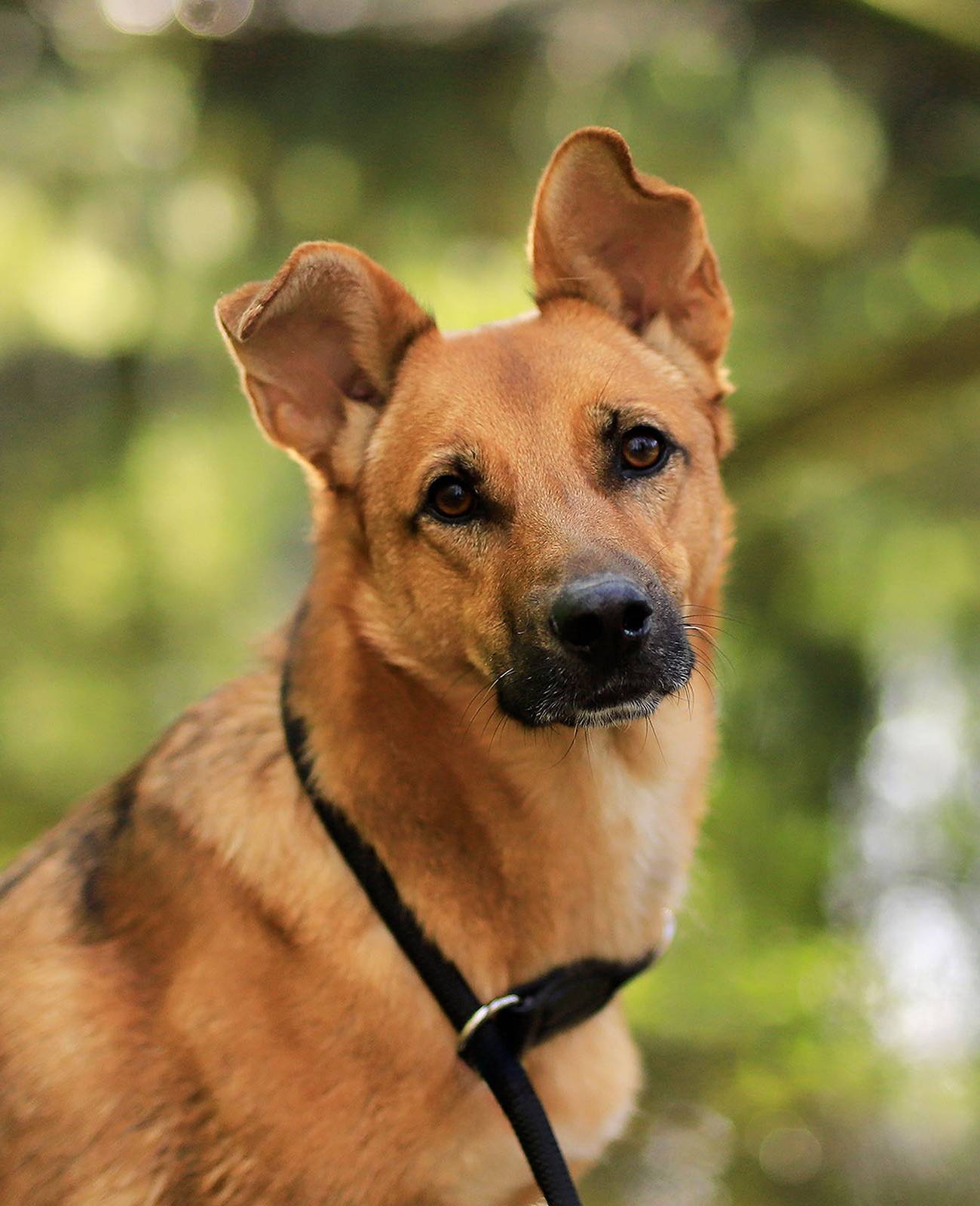 lionto Zugstopp-Halsband, verstellbar & leicht, Retrieverhalsband aus Nylon mit Stoppring, Länge 65 cm, Durchmesser 1 cm, schwarz