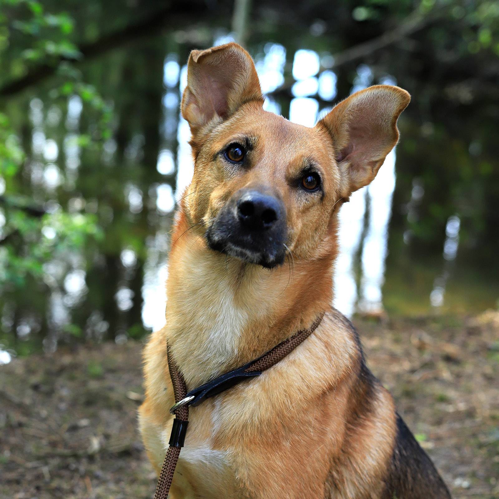 lionto Zugstopp-Halsband, verstellbar & leicht, Retrieverhalsband aus Nylon mit Stoppring, Länge 60 cm, Durchmesser 1 cm, braun