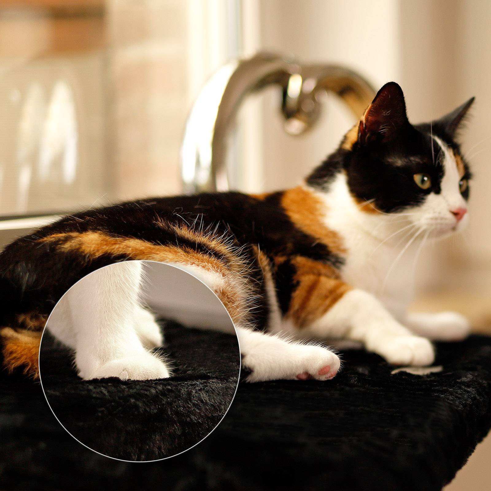 lionto Fensterbrettliege, weiche Katzenliege mit Plüschbezug, stabiler Befestigung & 15 kg Tragkraft, 35x50 cm, schwarz