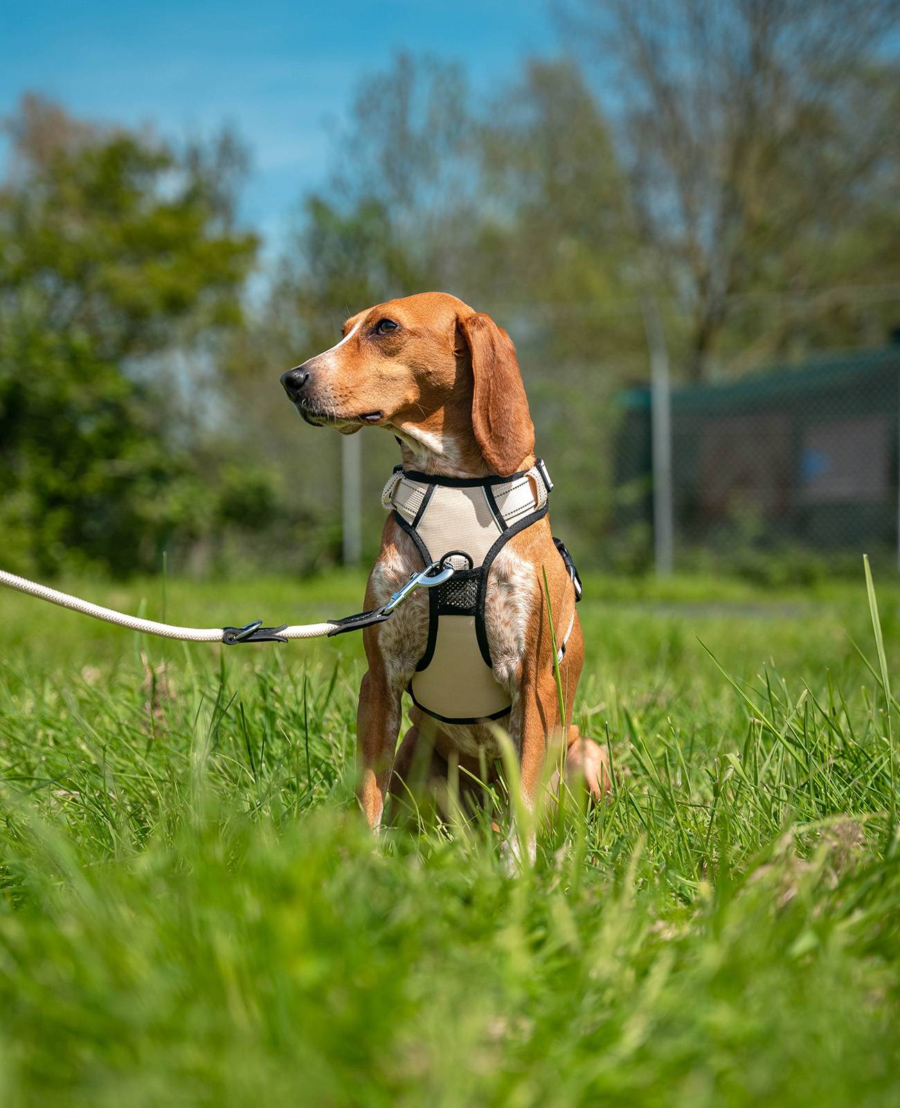 lionto Anti-Zug Hundegeschirr, verstellbares Y-Geschirr mit Brustring, reflektierend & gepolstert, Größe M, beige