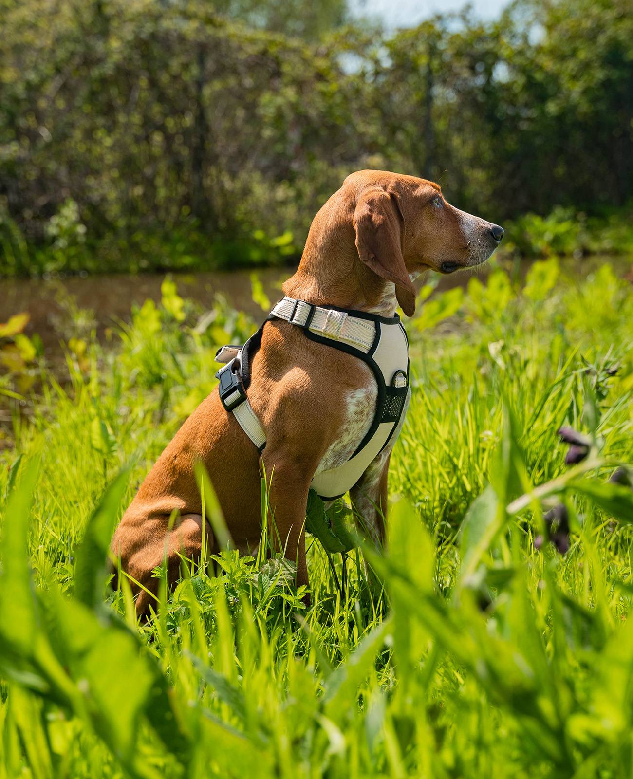 lionto Anti-Zug Hundegeschirr, verstellbares Y-Geschirr mit Brustring, reflektierend & gepolstert, Größe M, beige