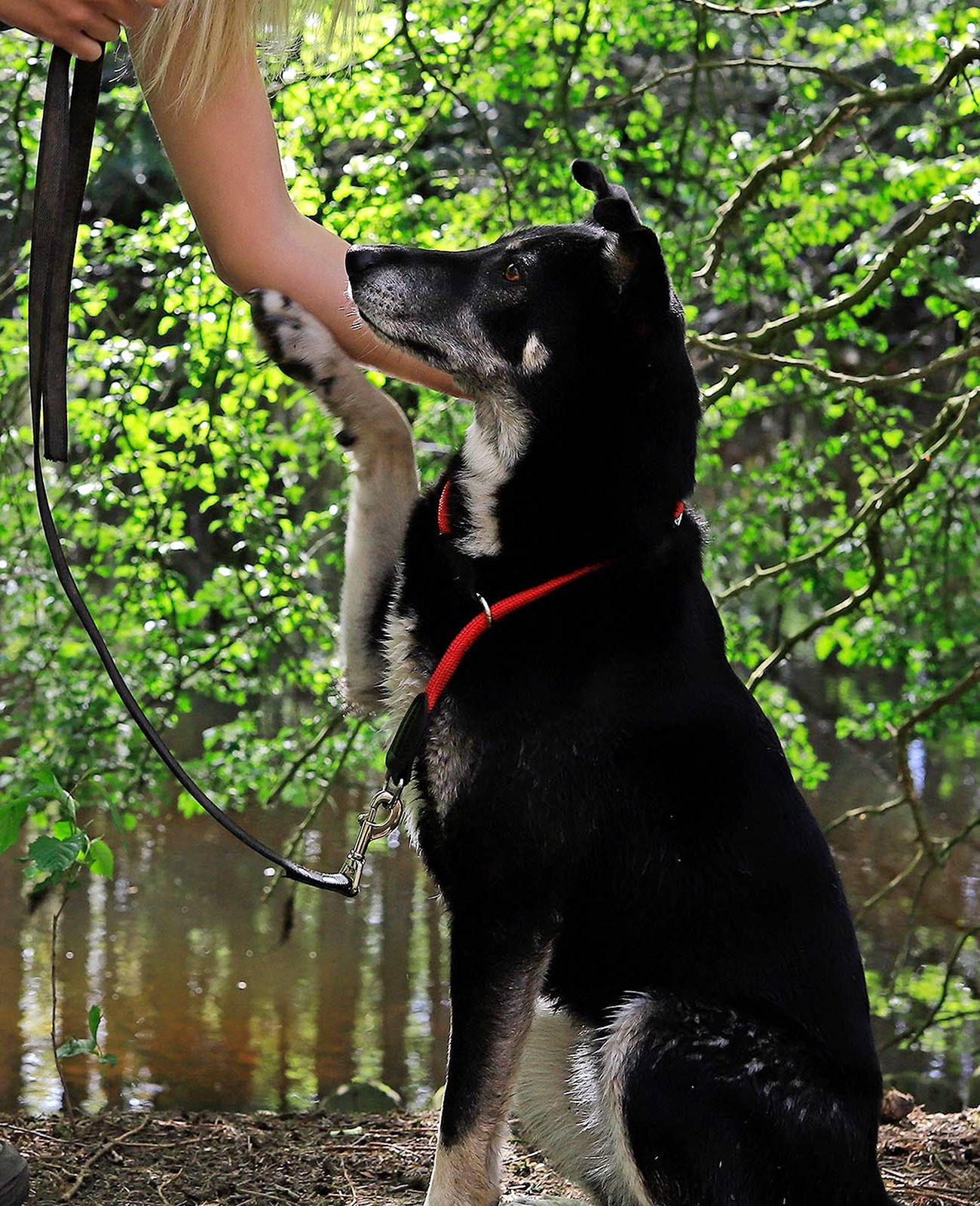 lionto Zugstopp-Halsband, verstellbar & leicht, Retrieverhalsband aus Nylon mit Stoppring, Länge 55 cm, Durchmesser 1 cm, rot