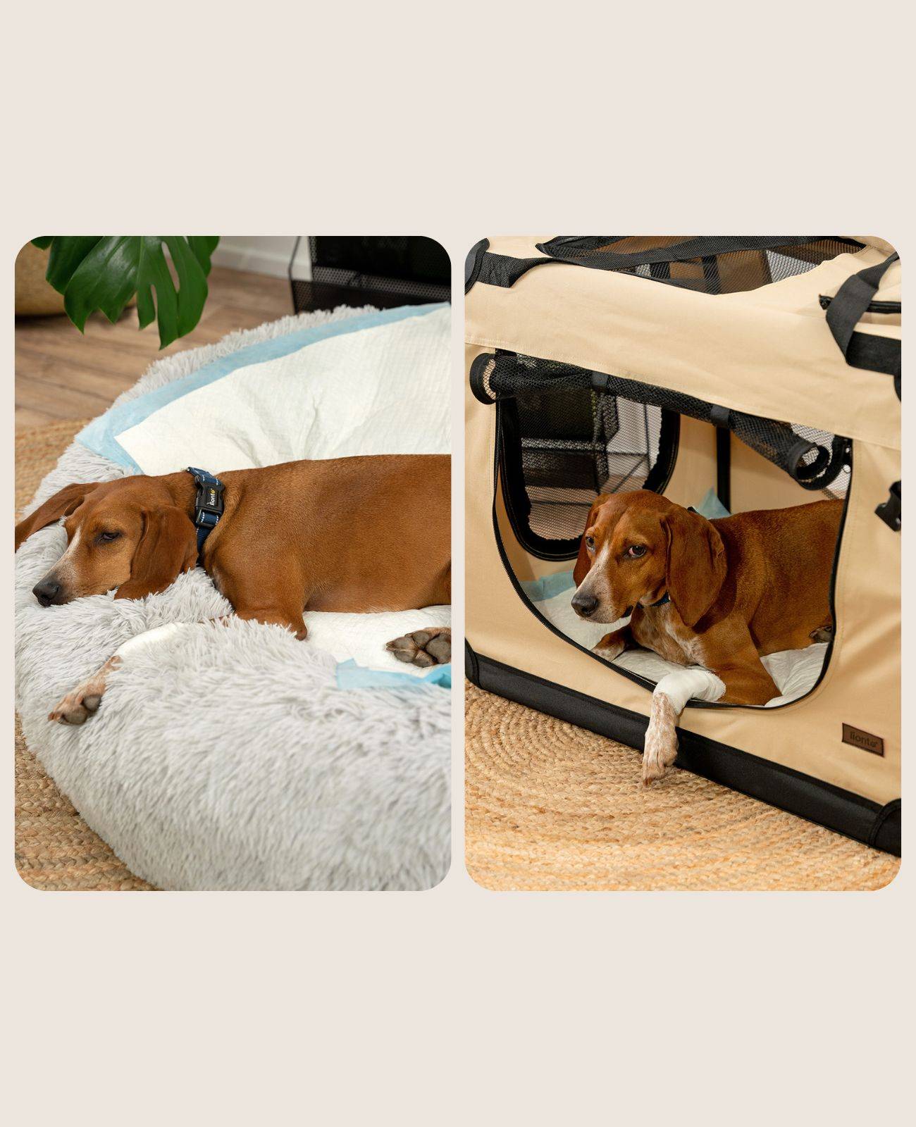 lionto Welpenunterlagen, saugstarke, hygienische Trainingspads mit Auslaufschutz & Geruchsbindung, 60x90 cm, 50 Stück