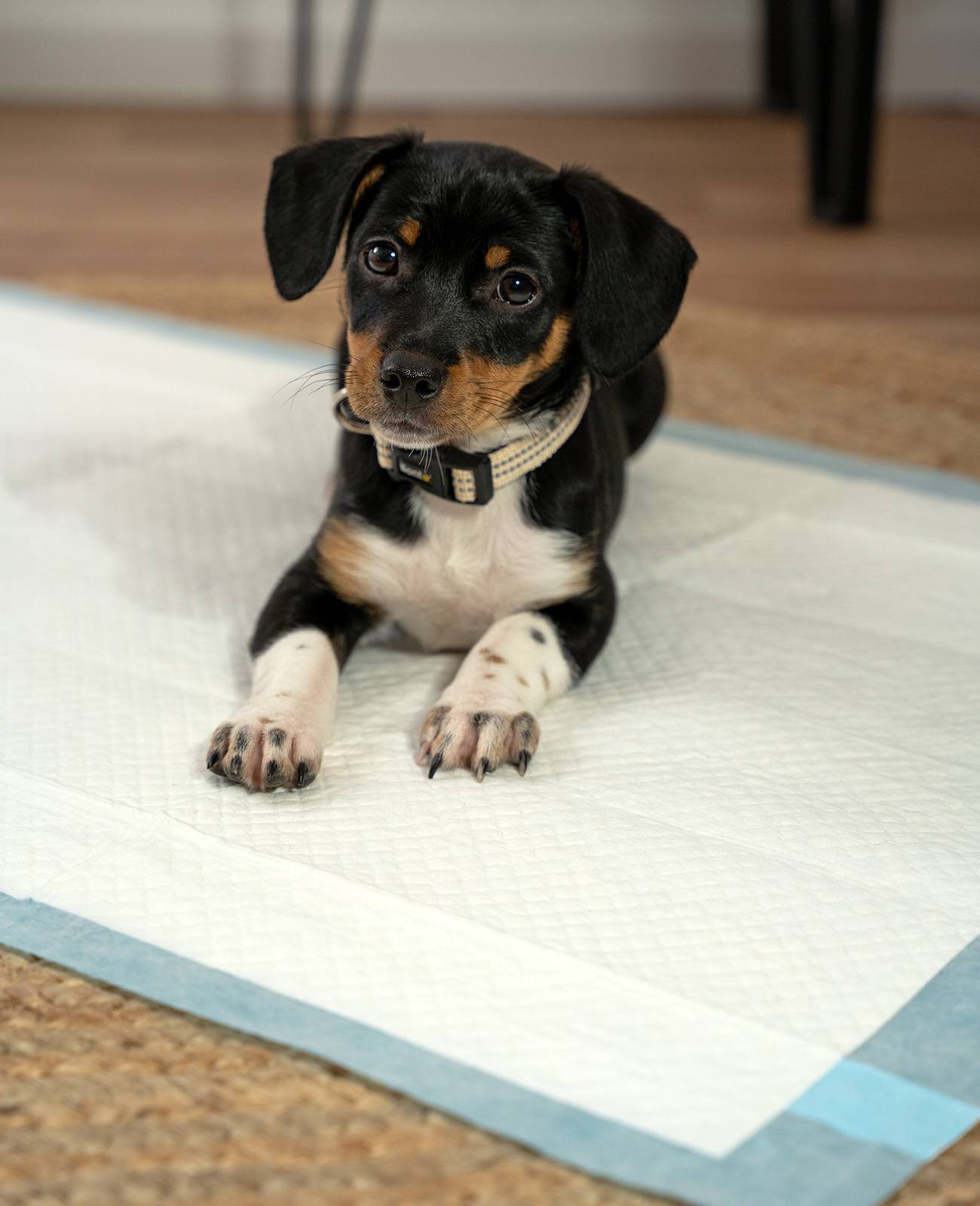 lionto Welpenunterlagen, saugstarke, hygienische Trainingspads mit Auslaufschutz & Geruchsbindung, 60x60 cm, 50 Stück