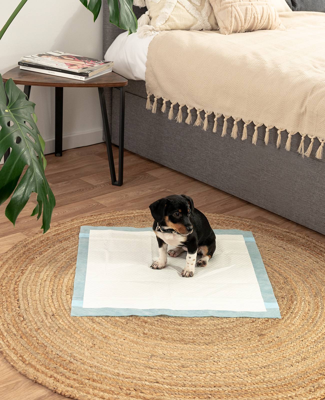 lionto Welpenunterlagen, saugstarke, hygienische Trainingspads mit Auslaufschutz & Geruchsbindung, 60x60 cm, 50 Stück