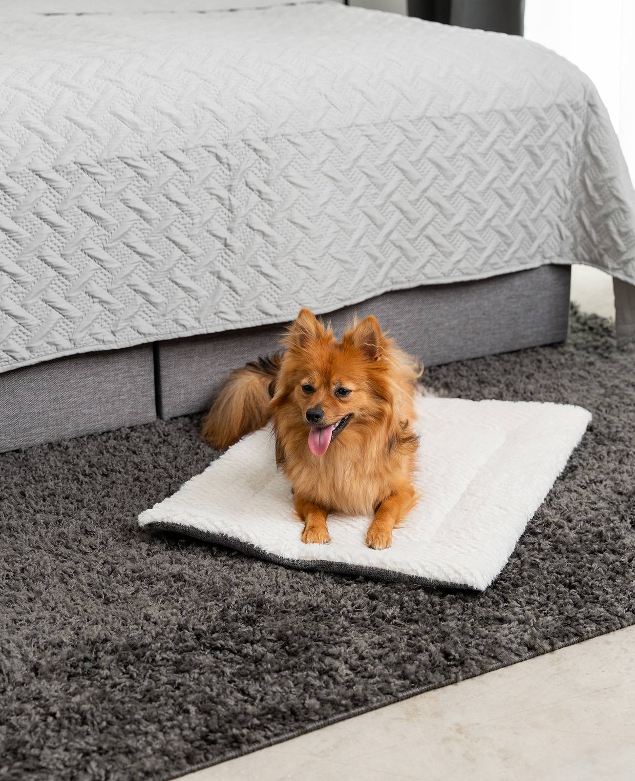 lionto Haustierdecke, wendbare Kuscheldecke mit Polsterung, ideal für Sofa, Körbchen & Auto, pflegeleicht, 60x45 cm