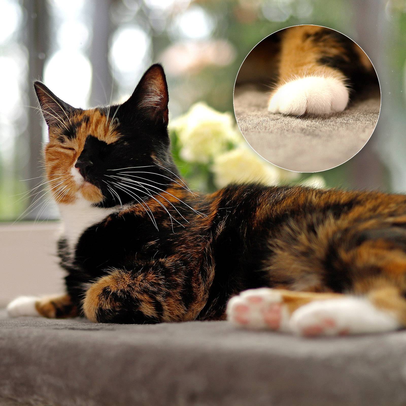 lionto Fensterbrettliege, weiche Katzenliege mit Plüschbezug, stabiler Befestigung & 15 kg Tragkraft, 35x50 cm, dunkelgrau