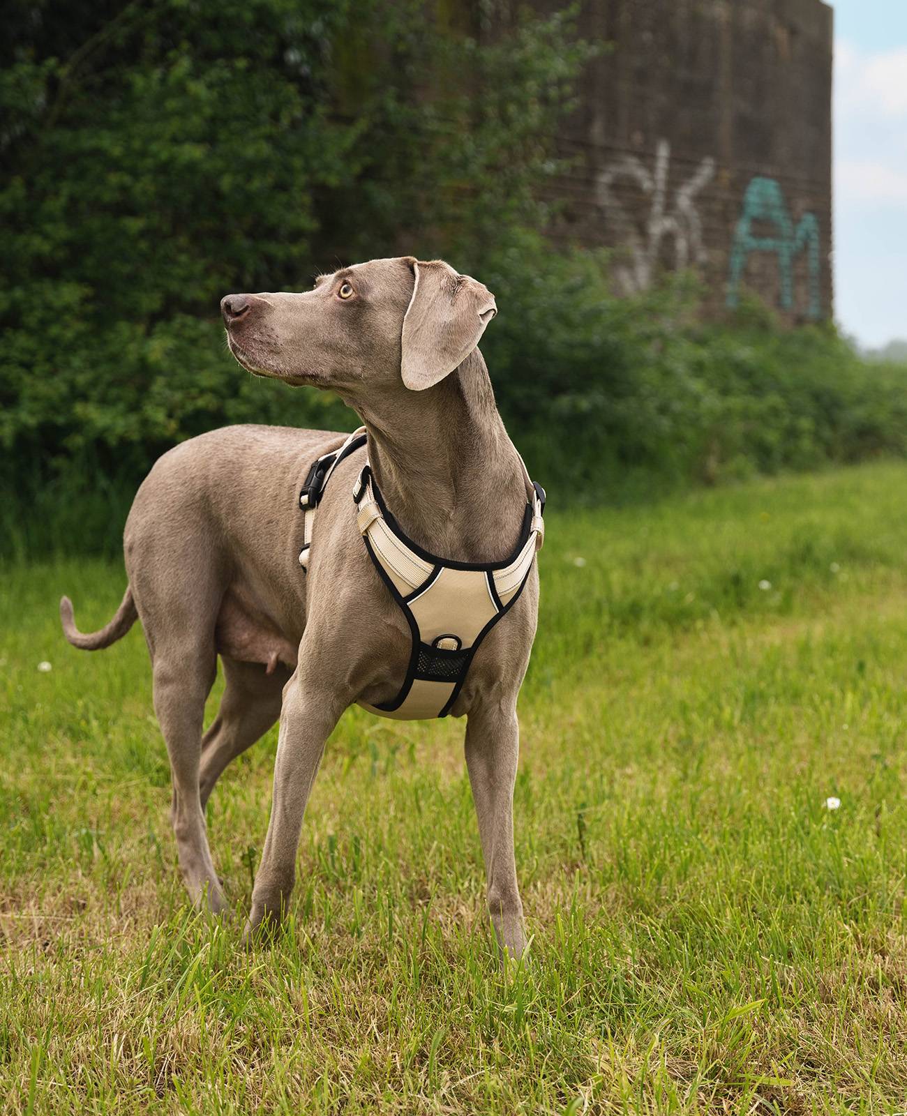 lionto Anti-Zug Hundegeschirr, verstellbares Y-Geschirr mit Brustring, reflektierend & gepolstert, Größe XL, beige