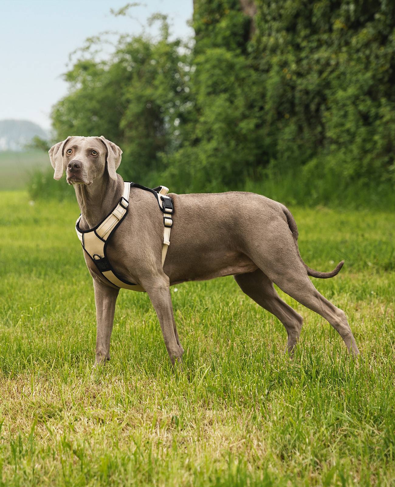 lionto Anti-Zug Hundegeschirr, verstellbares Y-Geschirr mit Brustring, reflektierend & gepolstert, Größe L, beige