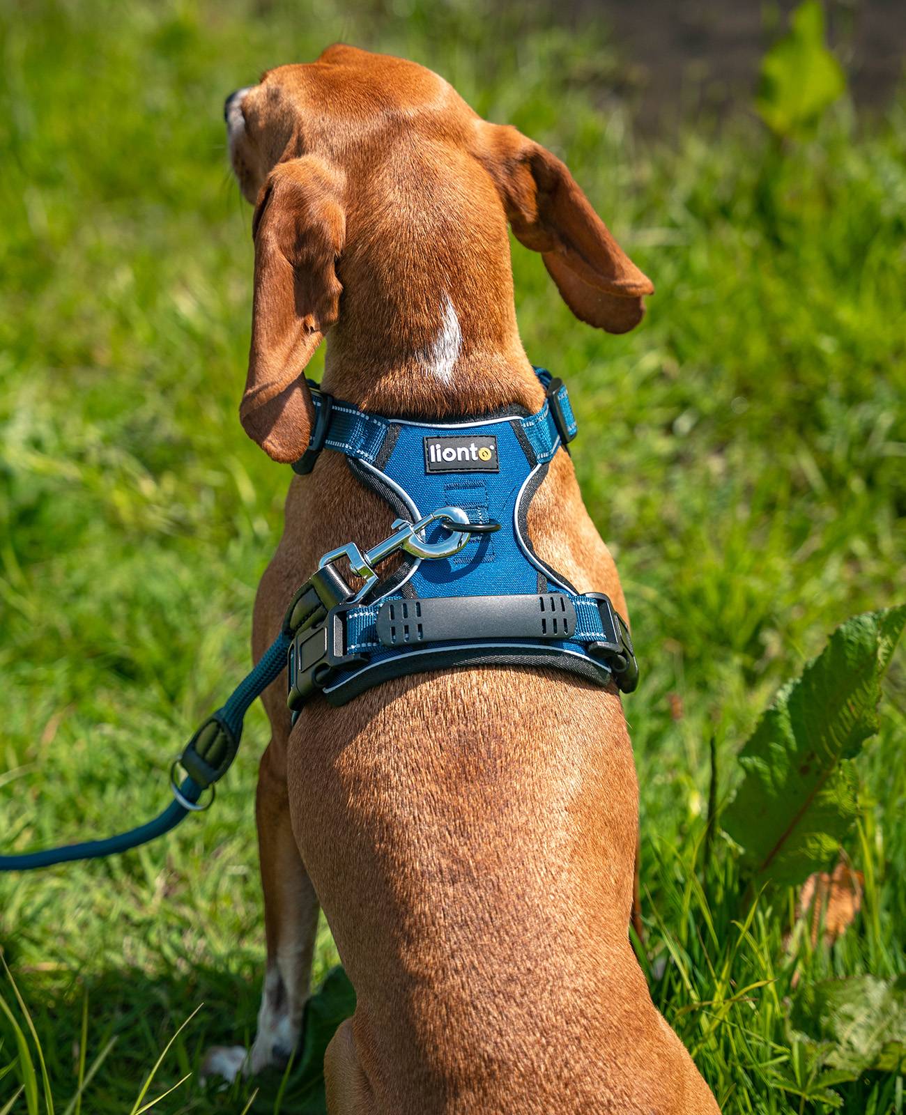 lionto Anti-Zug Hundegeschirr, verstellbares Y-Geschirr mit Brustring, reflektierend & gepolstert, Größe S, blau