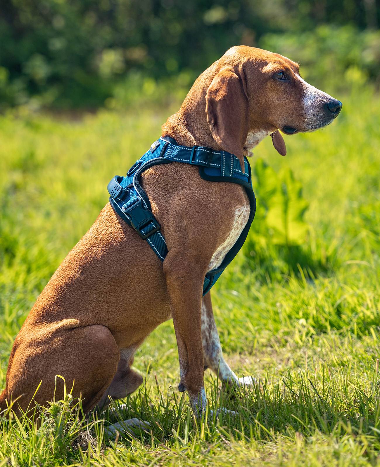 lionto Anti-Zug Hundegeschirr, verstellbares Y-Geschirr mit Brustring, reflektierend & gepolstert, Größe M, blau