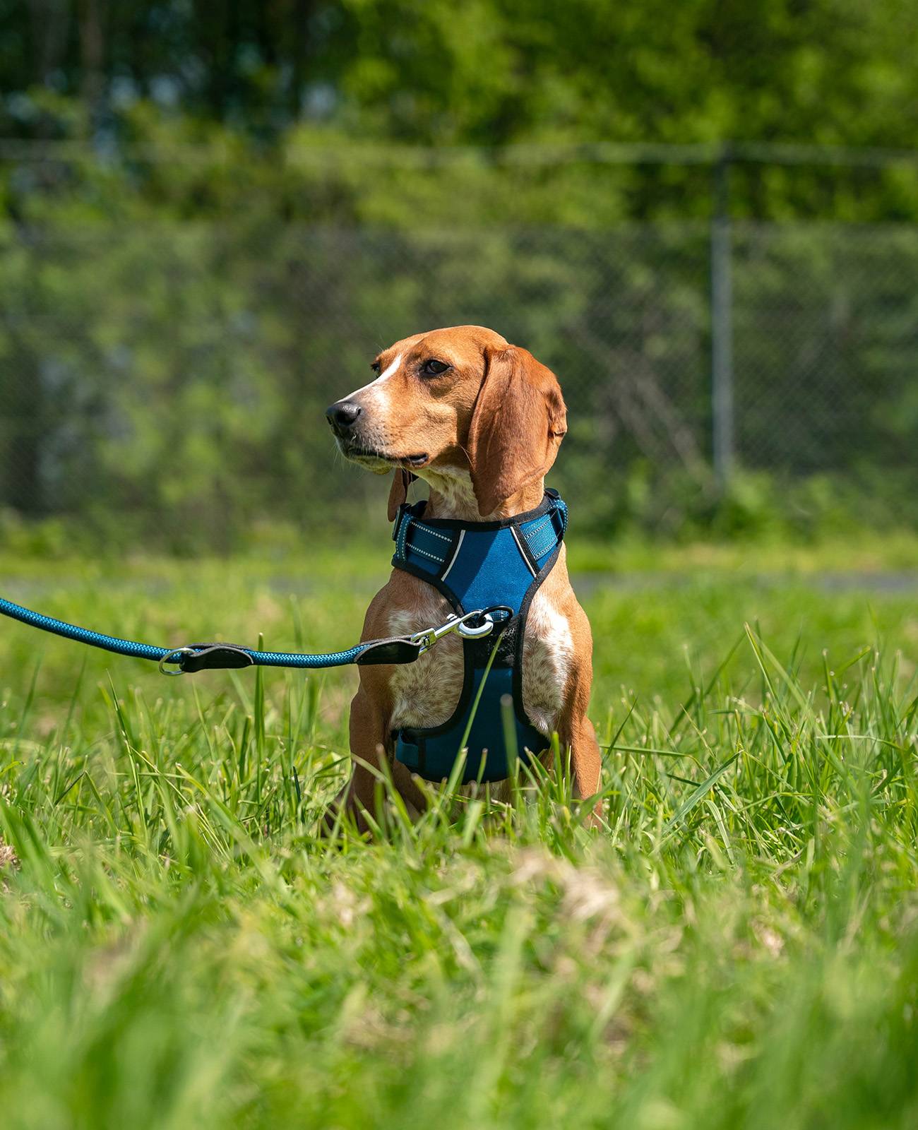 lionto Anti-Zug Hundegeschirr, verstellbares Y-Geschirr mit Brustring, reflektierend & gepolstert, Größe S, blau