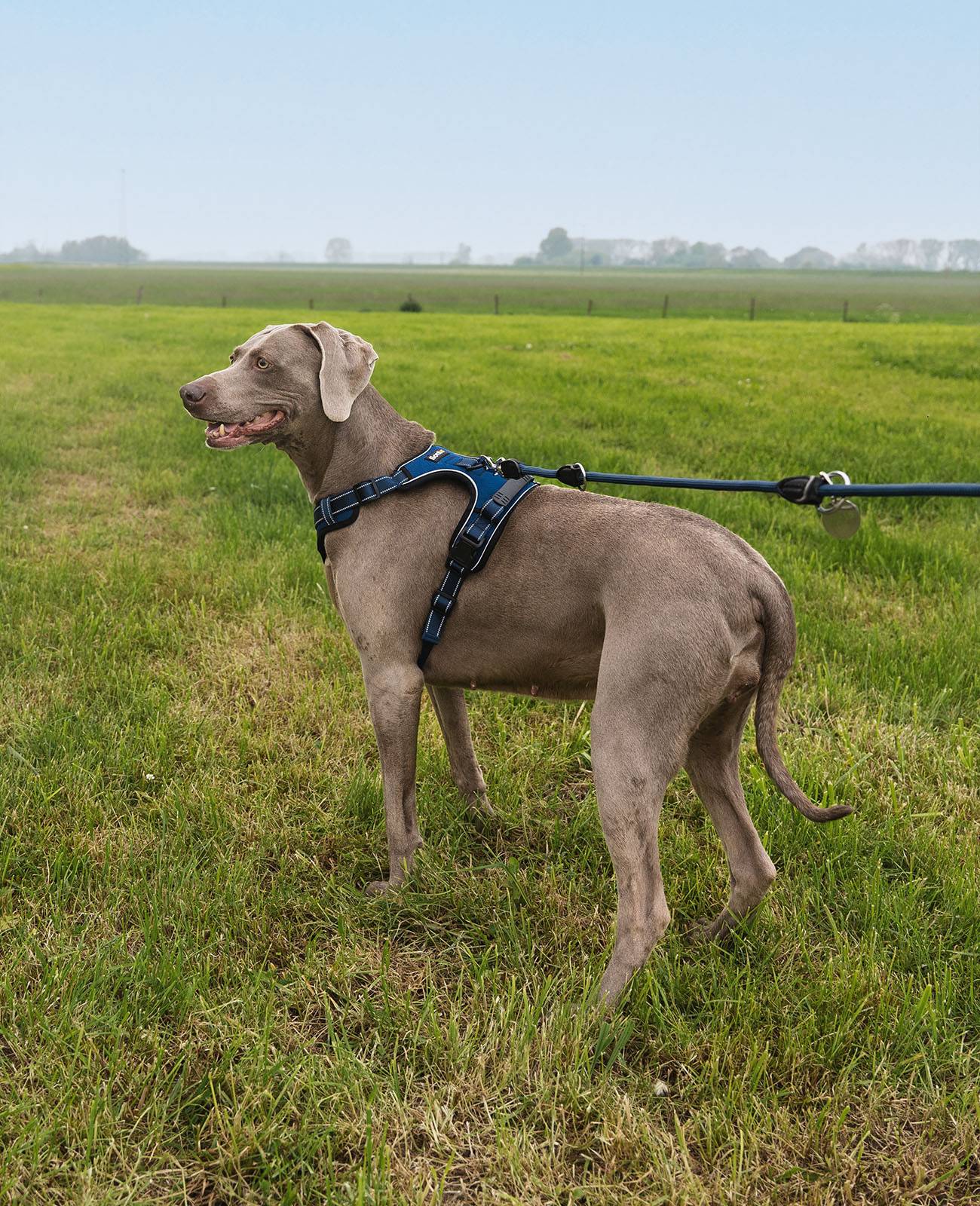 lionto Anti-Zug Hundegeschirr, verstellbares Y-Geschirr mit Brustring, reflektierend & gepolstert, Größe L, blau