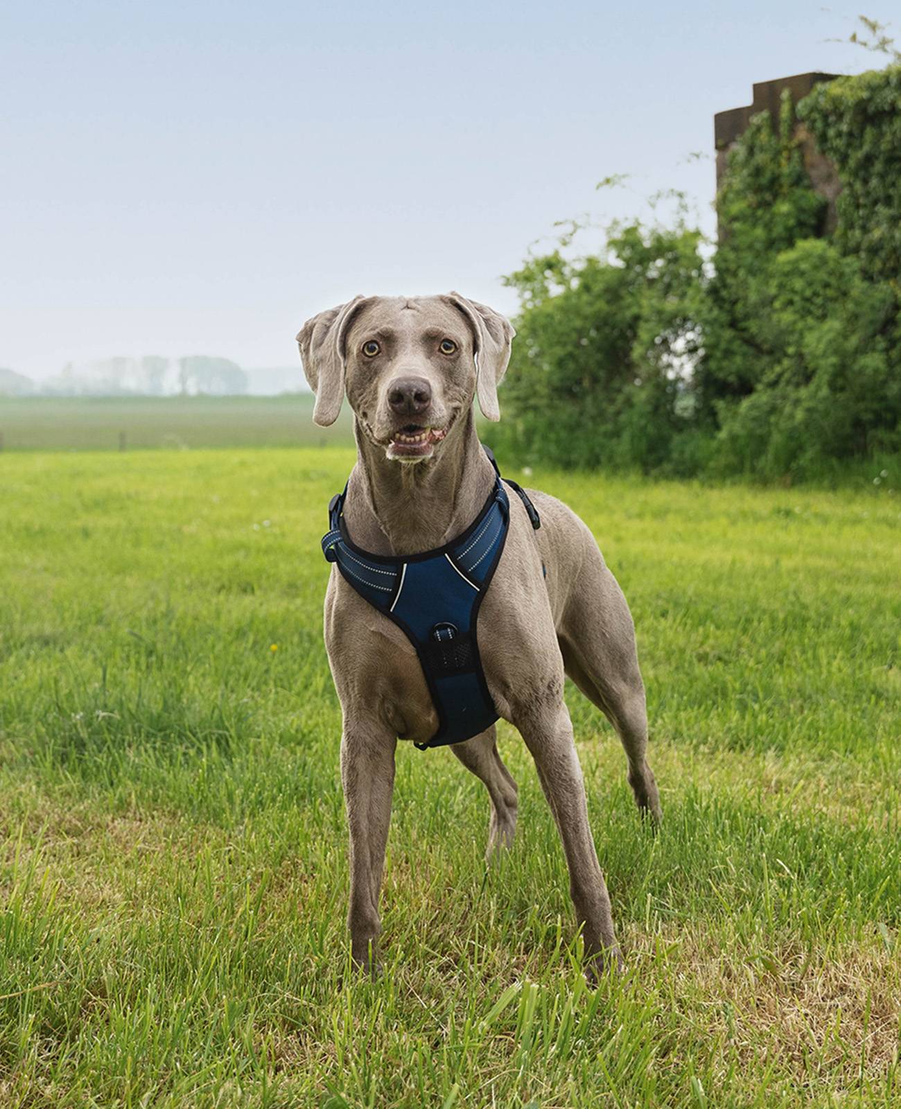lionto Anti-Zug Hundegeschirr, verstellbares Y-Geschirr mit Brustring, reflektierend & gepolstert, Größe L, blau