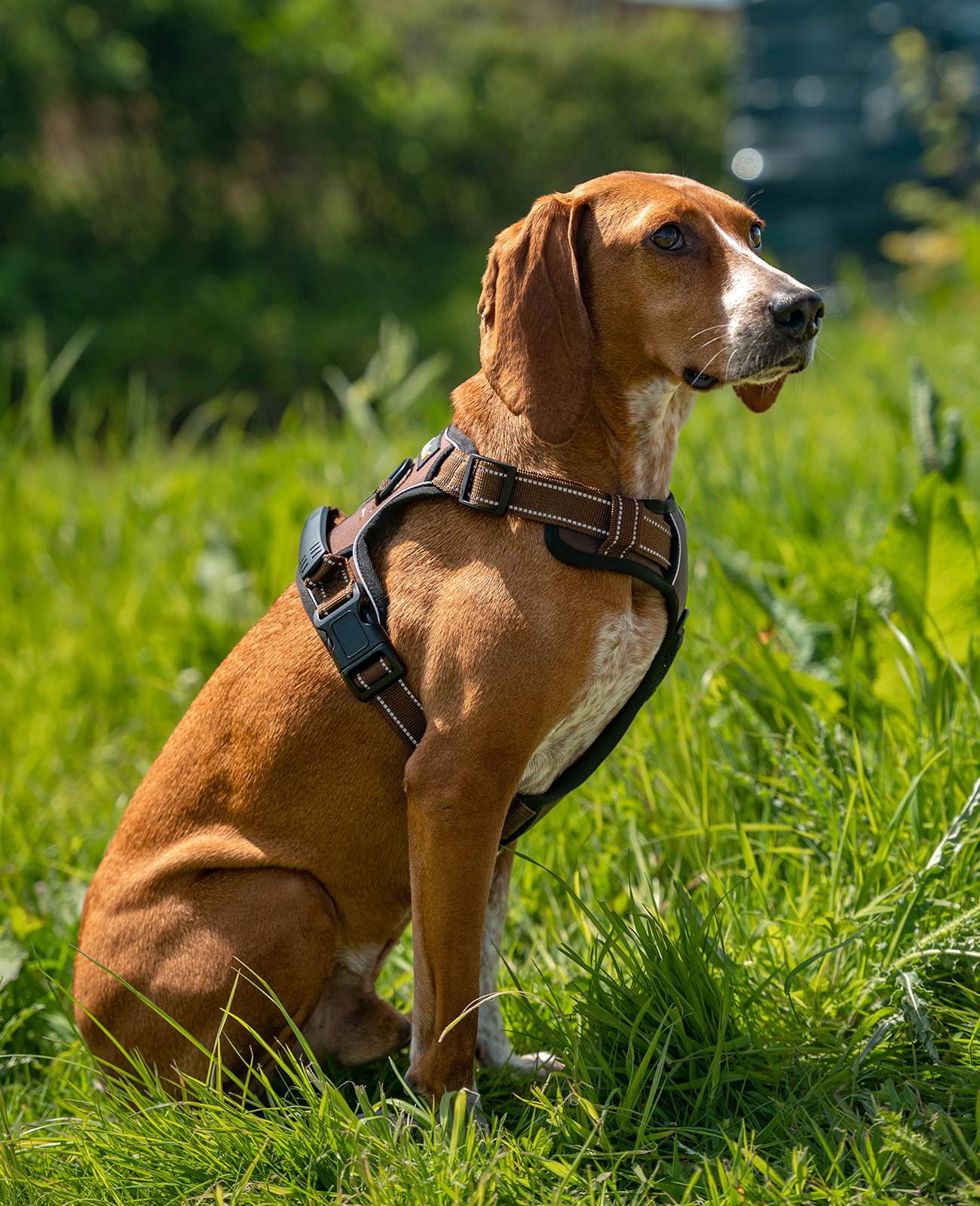 lionto Anti-Zug Hundegeschirr, verstellbares Y-Geschirr mit Brustring, reflektierend & gepolstert, Größe M, braun