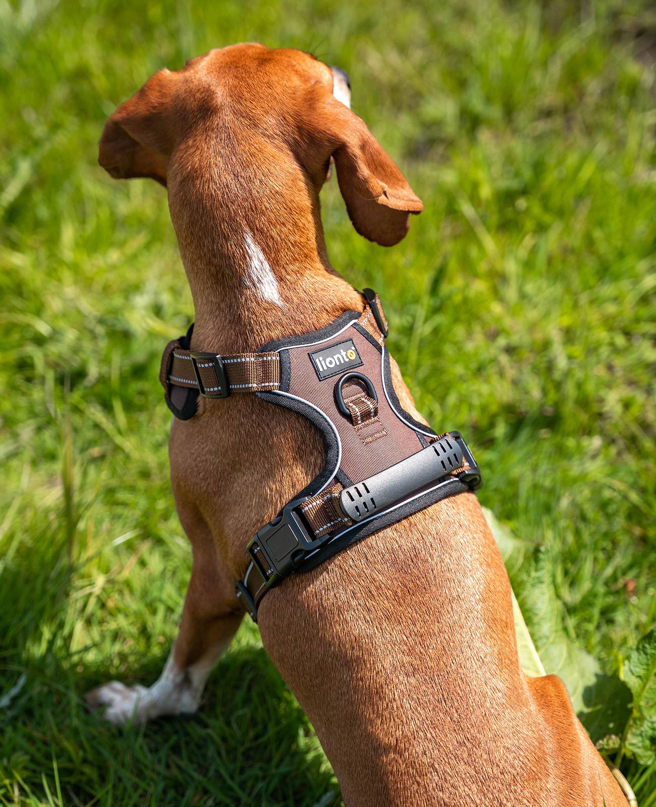 lionto Anti-Zug Hundegeschirr, verstellbares Y-Geschirr mit Brustring, reflektierend & gepolstert, Größe M, braun