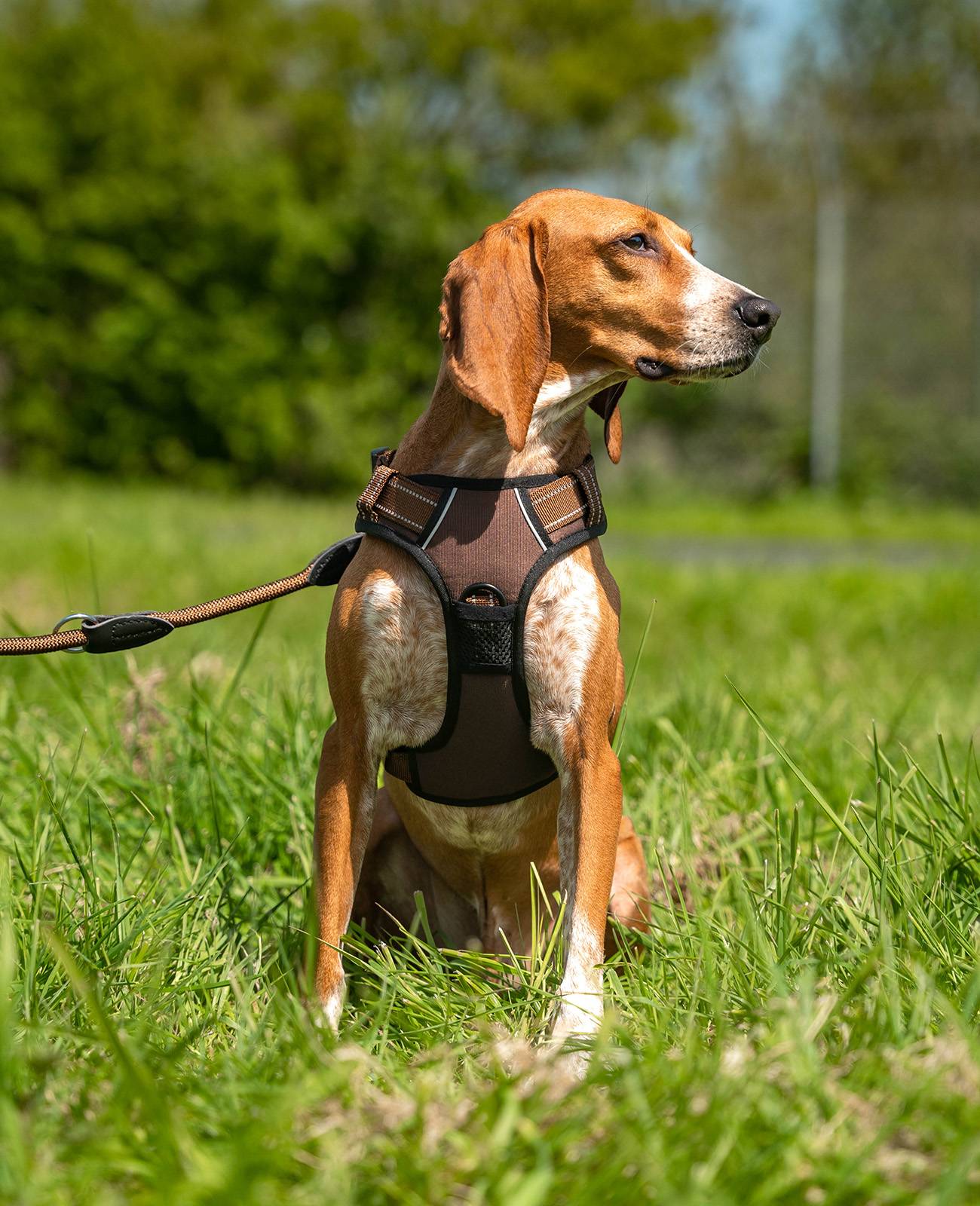 lionto Anti-Zug Hundegeschirr, verstellbares Y-Geschirr mit Brustring, reflektierend & gepolstert, Größe M, braun