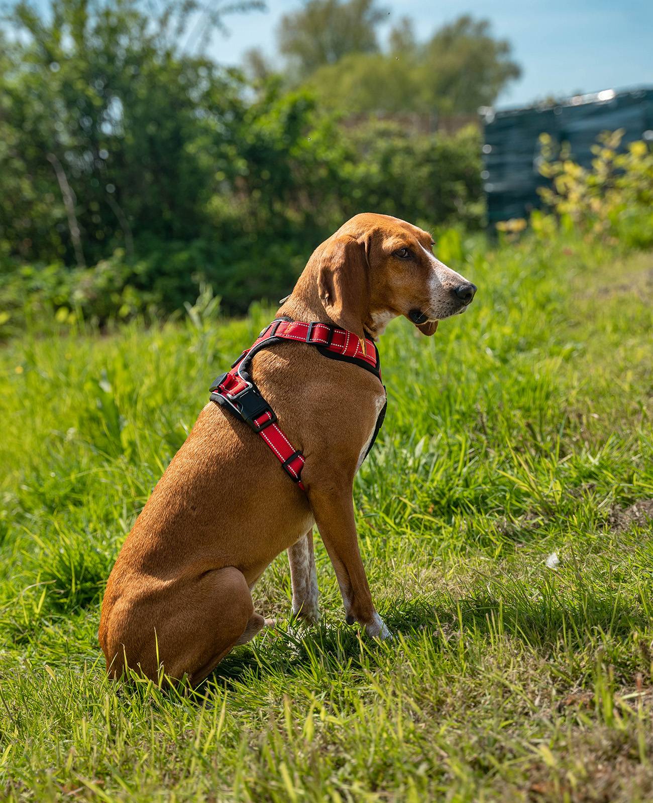lionto Anti-Zug Hundegeschirr, verstellbares Y-Geschirr mit Brustring, reflektierend & gepolstert, Größe S, rot