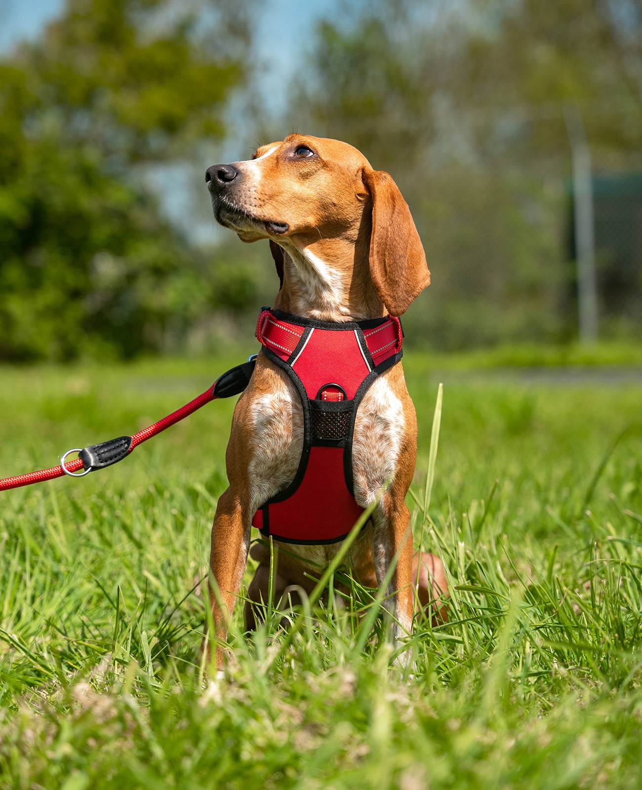 lionto Anti-Zug Hundegeschirr, verstellbares Y-Geschirr mit Brustring, reflektierend & gepolstert, Größe M, rot