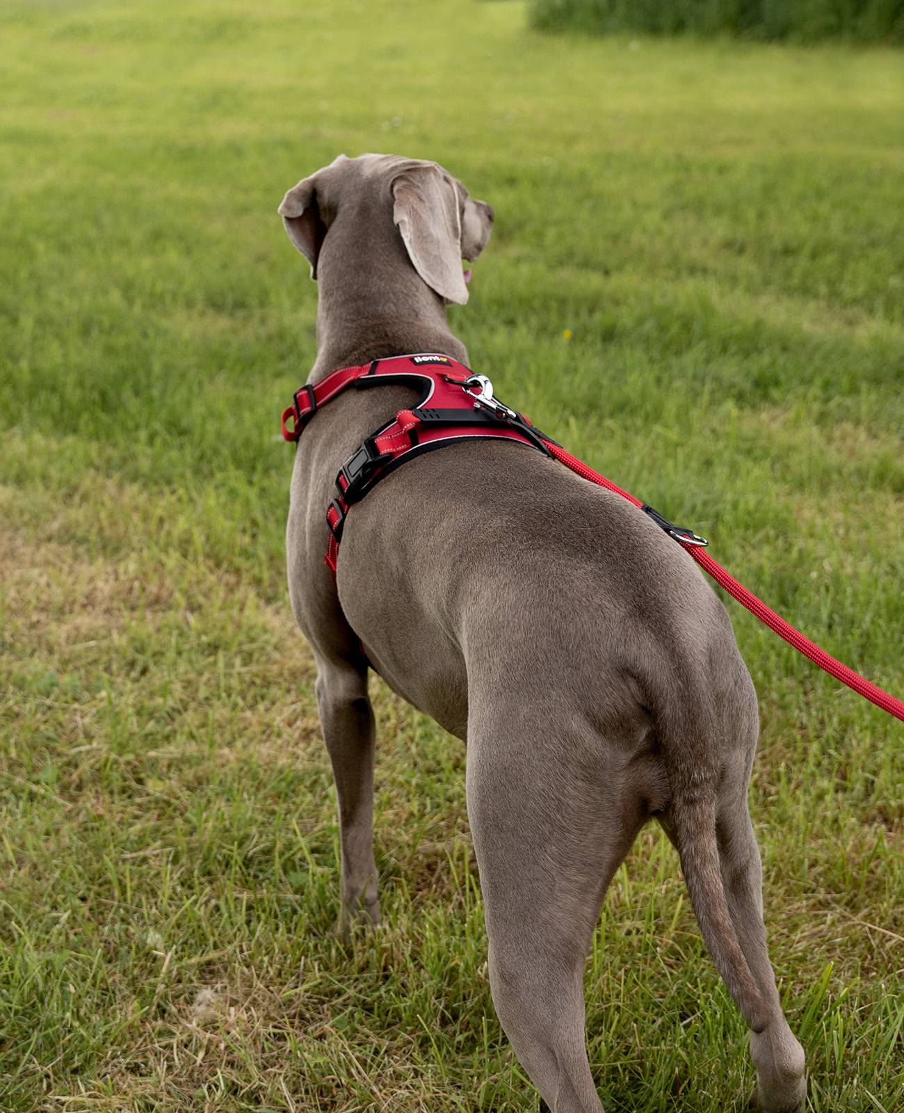 lionto Anti-Zug Hundegeschirr, verstellbares Y-Geschirr mit Brustring, reflektierend & gepolstert, Größe L, rot