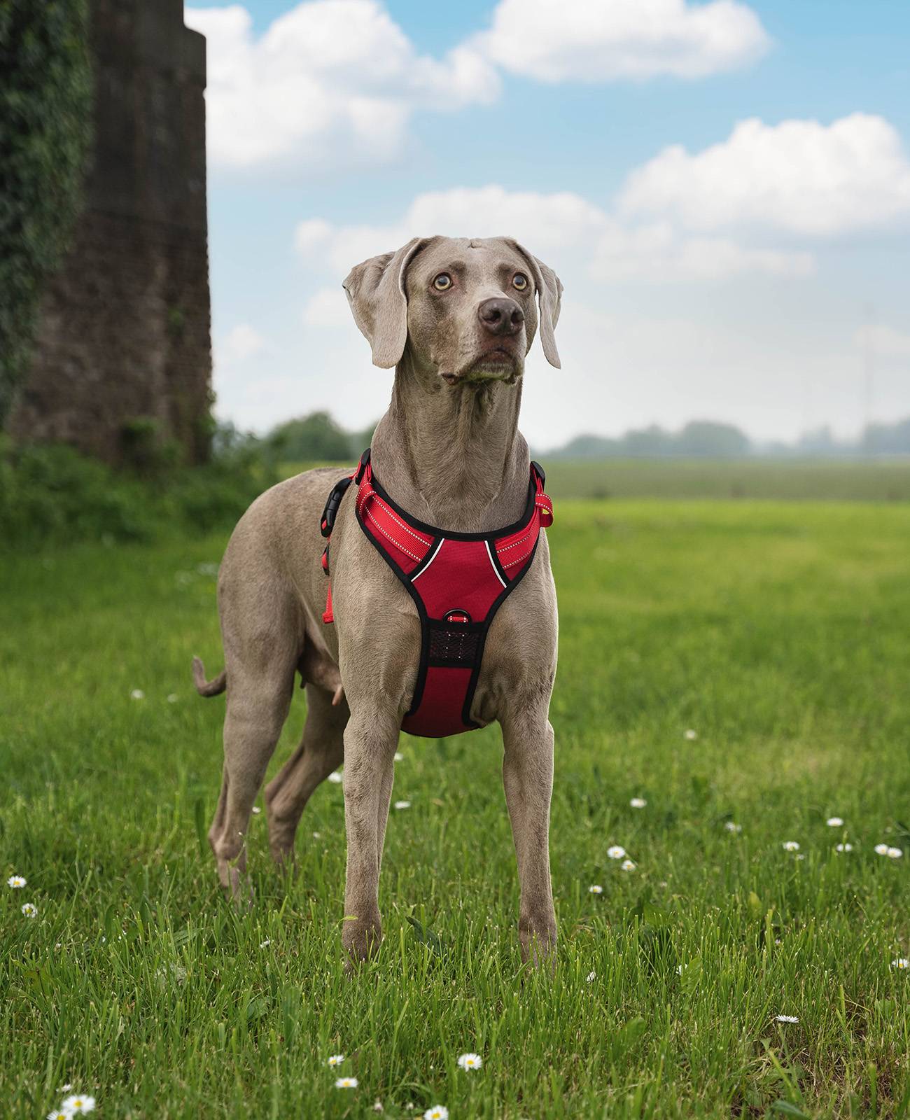 lionto Anti-Zug Hundegeschirr, verstellbares Y-Geschirr mit Brustring, reflektierend & gepolstert, Größe XL, rot