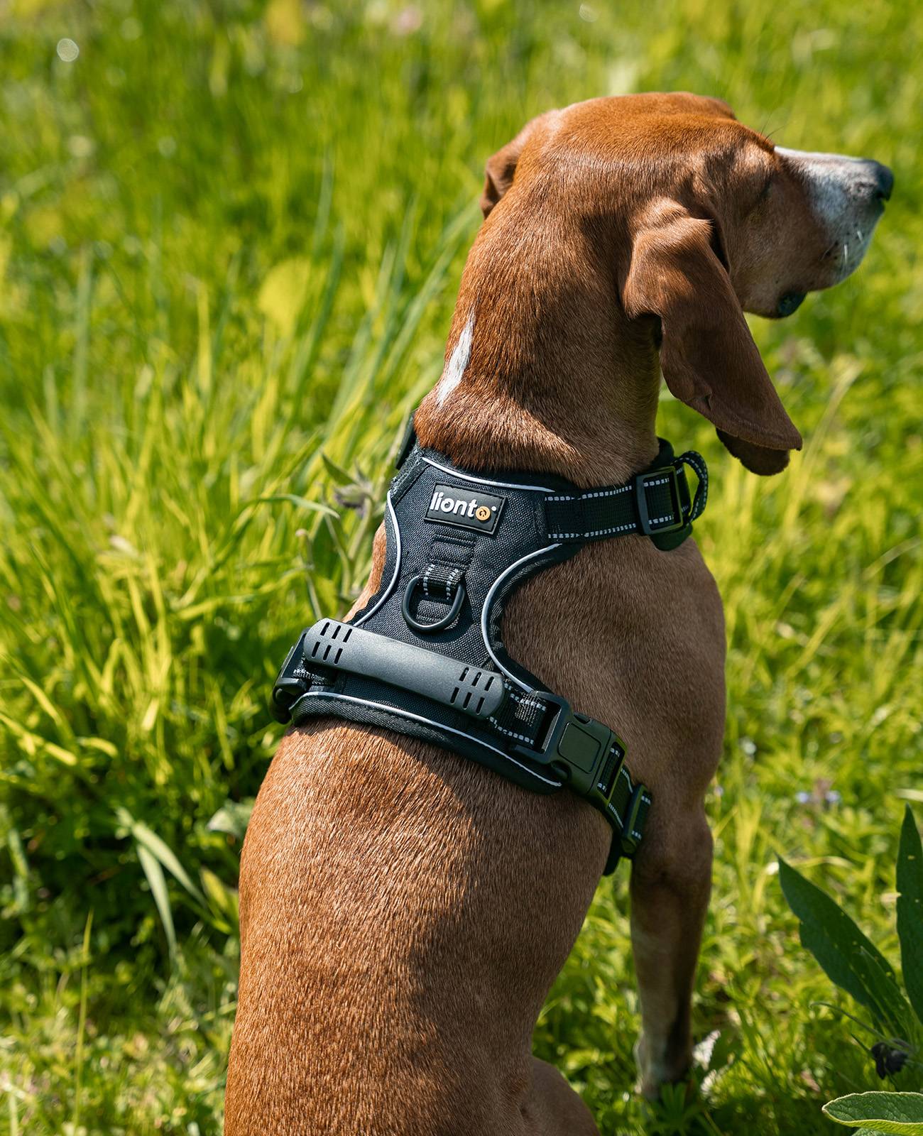 lionto Anti-Zug Hundegeschirr, verstellbares Y-Geschirr mit Brustring, reflektierend & gepolstert, Größe S, schwarz