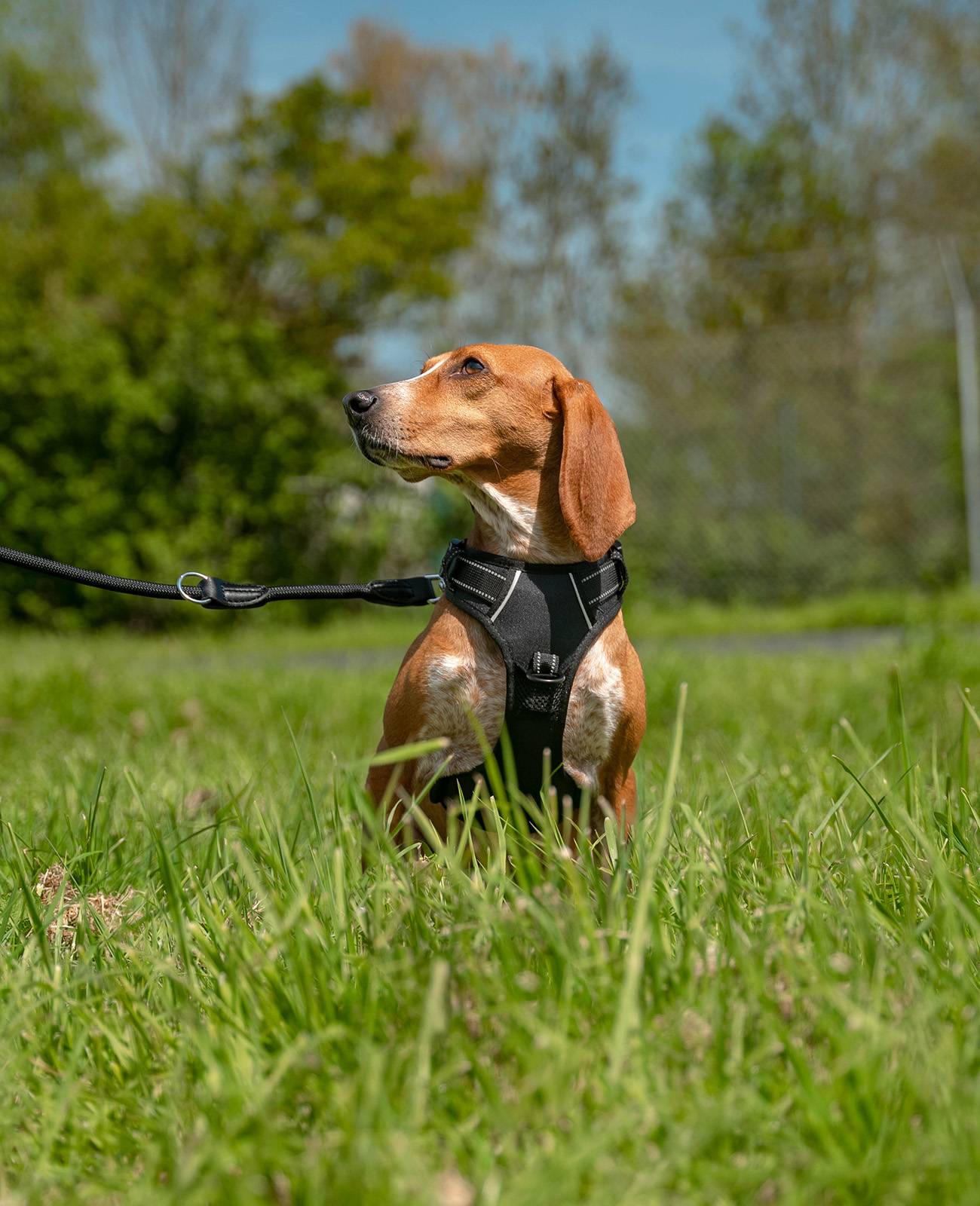 lionto Anti-Zug Hundegeschirr, verstellbares Y-Geschirr mit Brustring, reflektierend & gepolstert, Größe S, schwarz