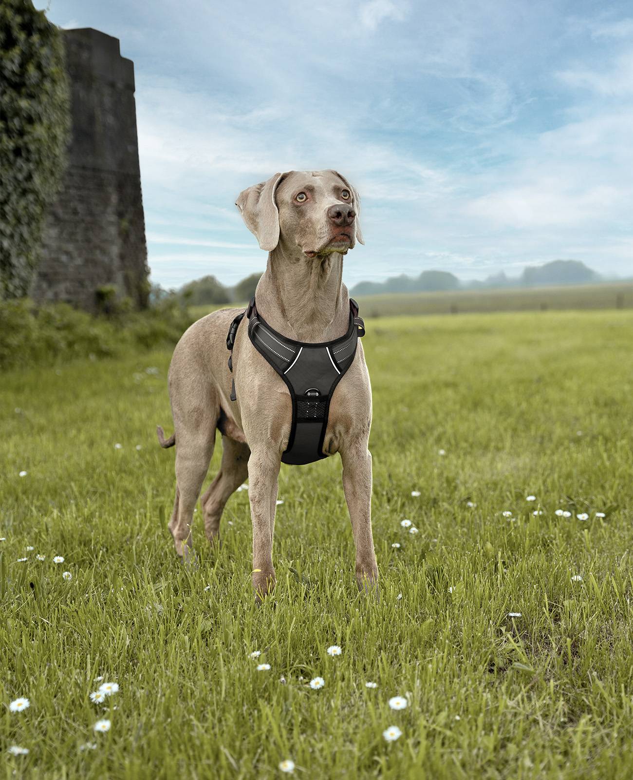 lionto Anti-Zug Hundegeschirr, verstellbares Y-Geschirr mit Brustring, reflektierend & gepolstert, Größe L, schwarz