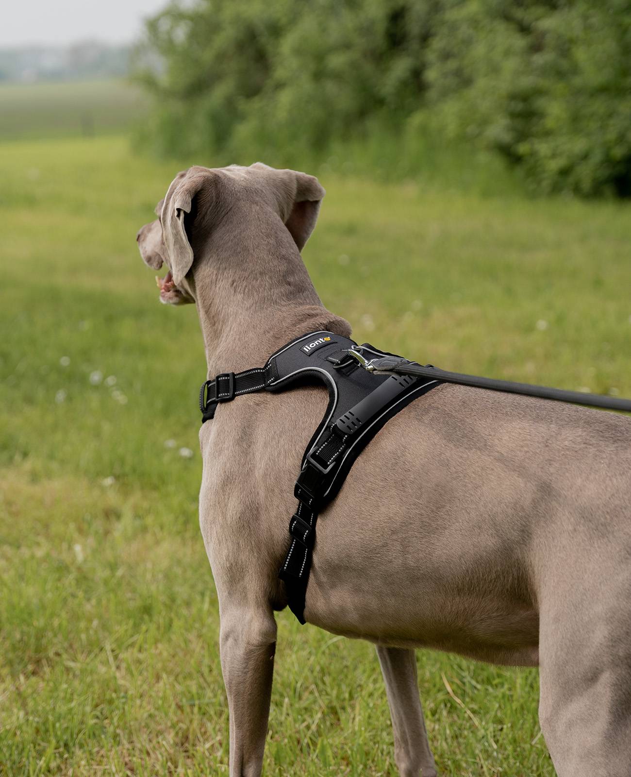 lionto Anti-Zug Hundegeschirr, verstellbares Y-Geschirr mit Brustring, reflektierend & gepolstert, Größe XL, schwarz