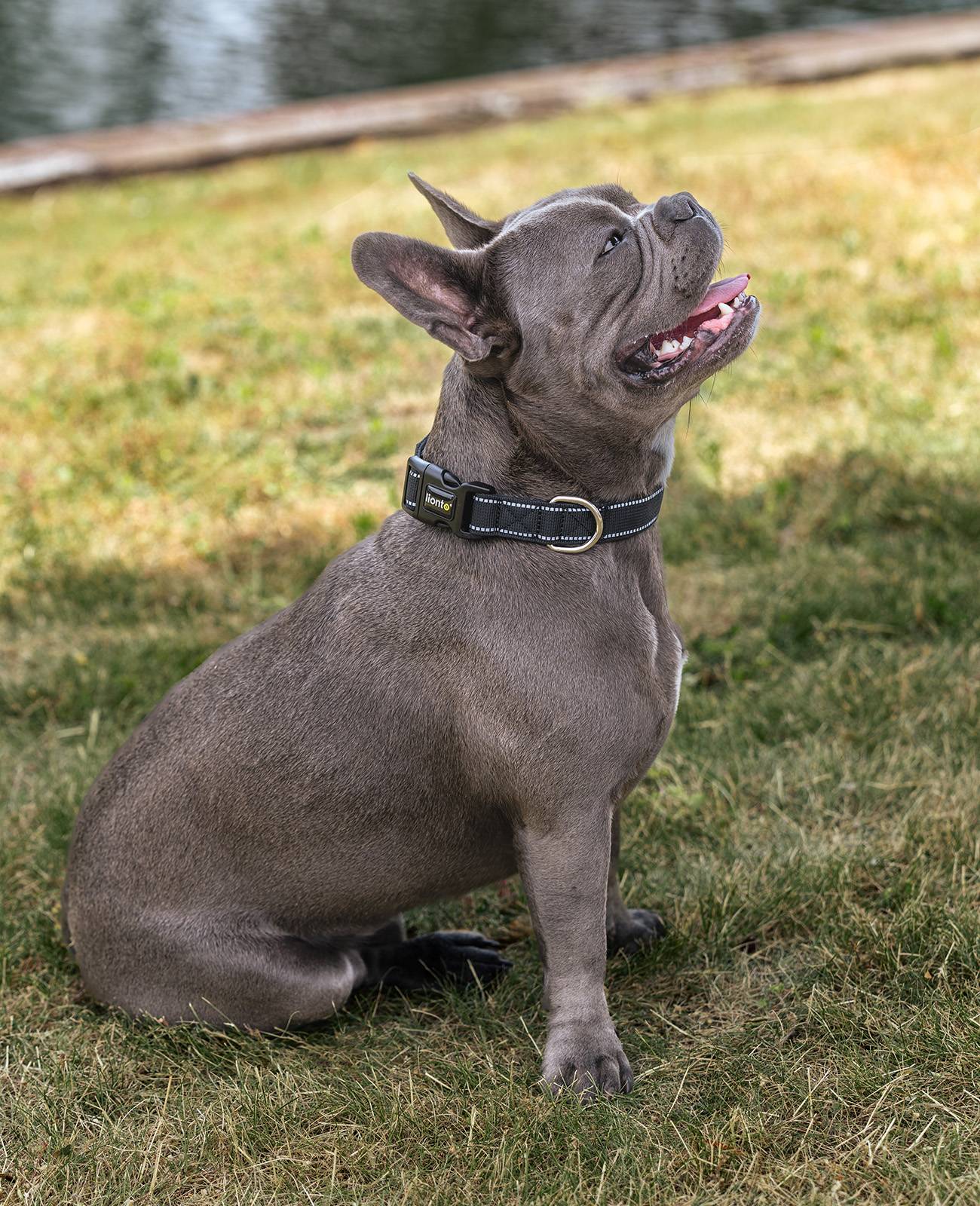 lionto Hundehalsband reflektierend, gepolstert & verstellbar aus Nylon und Neopren, (S) verstellbare Länge 30-40 cm, schwarz