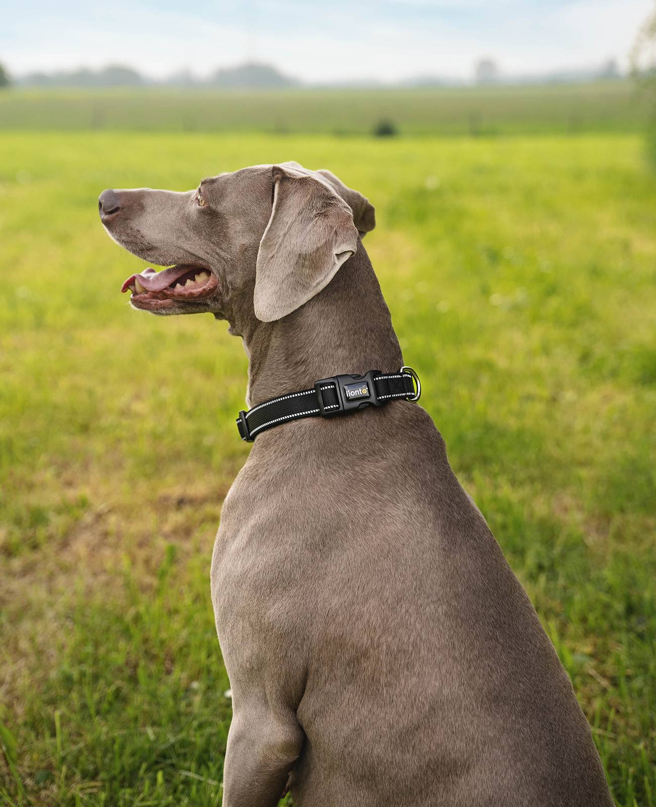 lionto Hundehalsband reflektierend, gepolstert & verstellbar aus Nylon und Neopren, (L) verstellbare Länge 40-60 cm, schwarz