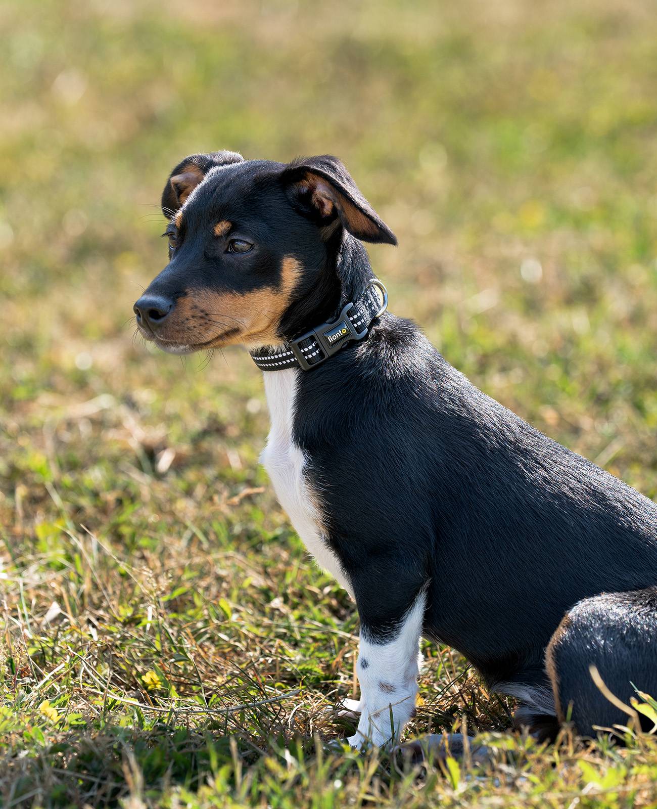 lionto Hundehalsband reflektierend, gepolstert & verstellbar aus Nylon und Neopren, (XS) verstellbare Länge 20-30 cm, schwarz