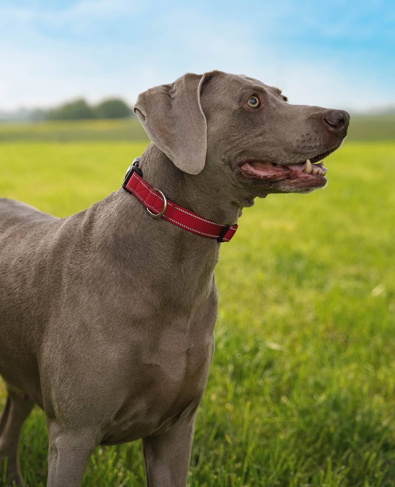 lionto Hundehalsband reflektierend, gepolstert & verstellbar aus Nylon und Neopren, (XL) verstellbare Länge 45-70 cm, rot