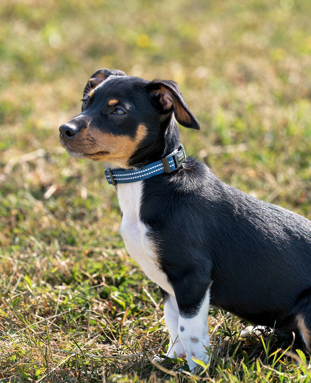 lionto Hundehalsband reflektierend, gepolstert & verstellbar aus Nylon und Neopren, (XS) verstellbare Länge 20-30 cm, blau
